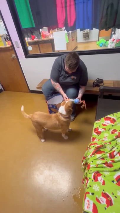 Enlarge Captain Pike, a Adoptable mixed breed in Maryville, MO video 3/6