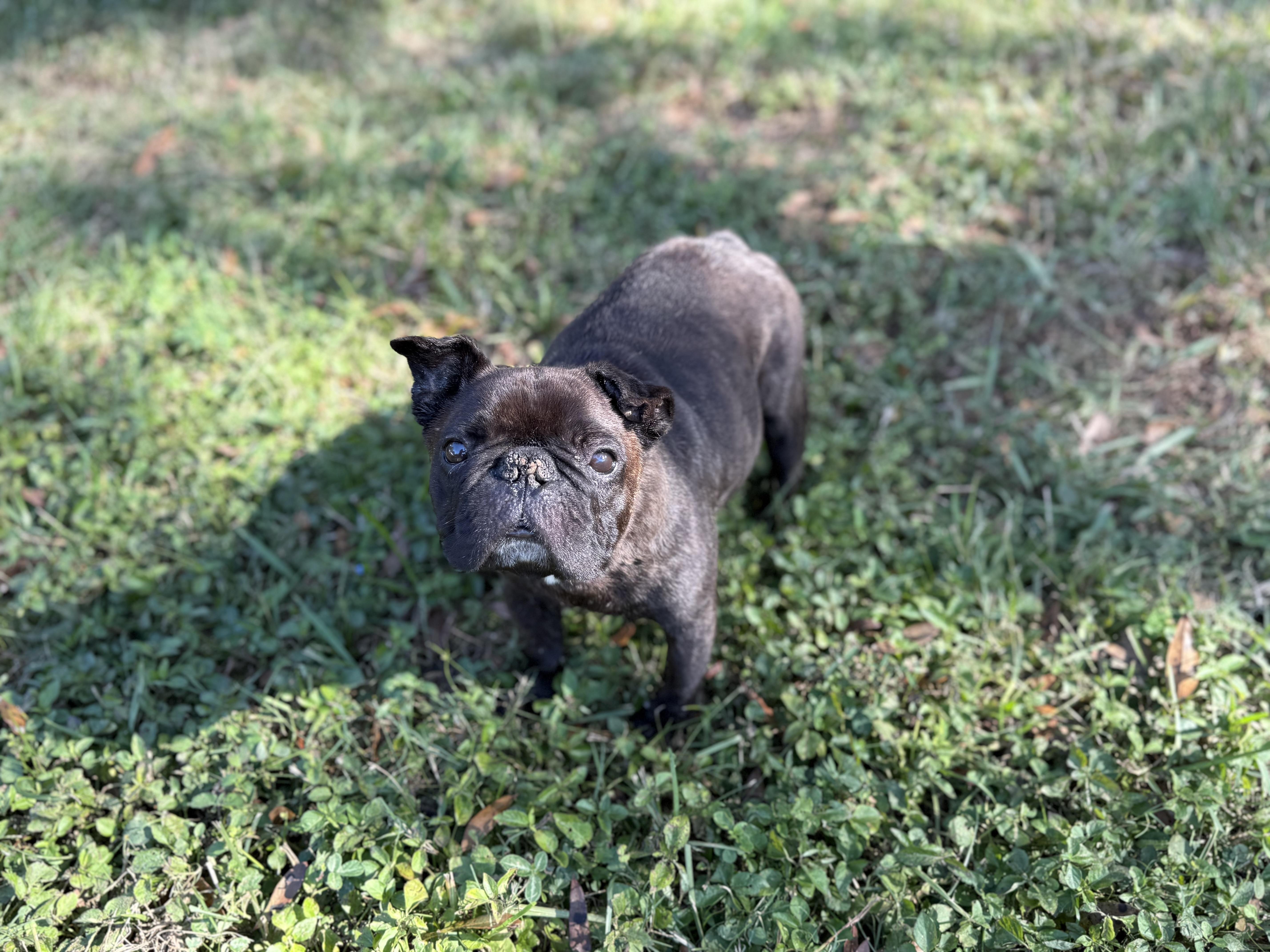Enlarge Pope, a ADOPTABLE French Bulldog in Lutz, FL image 4/6