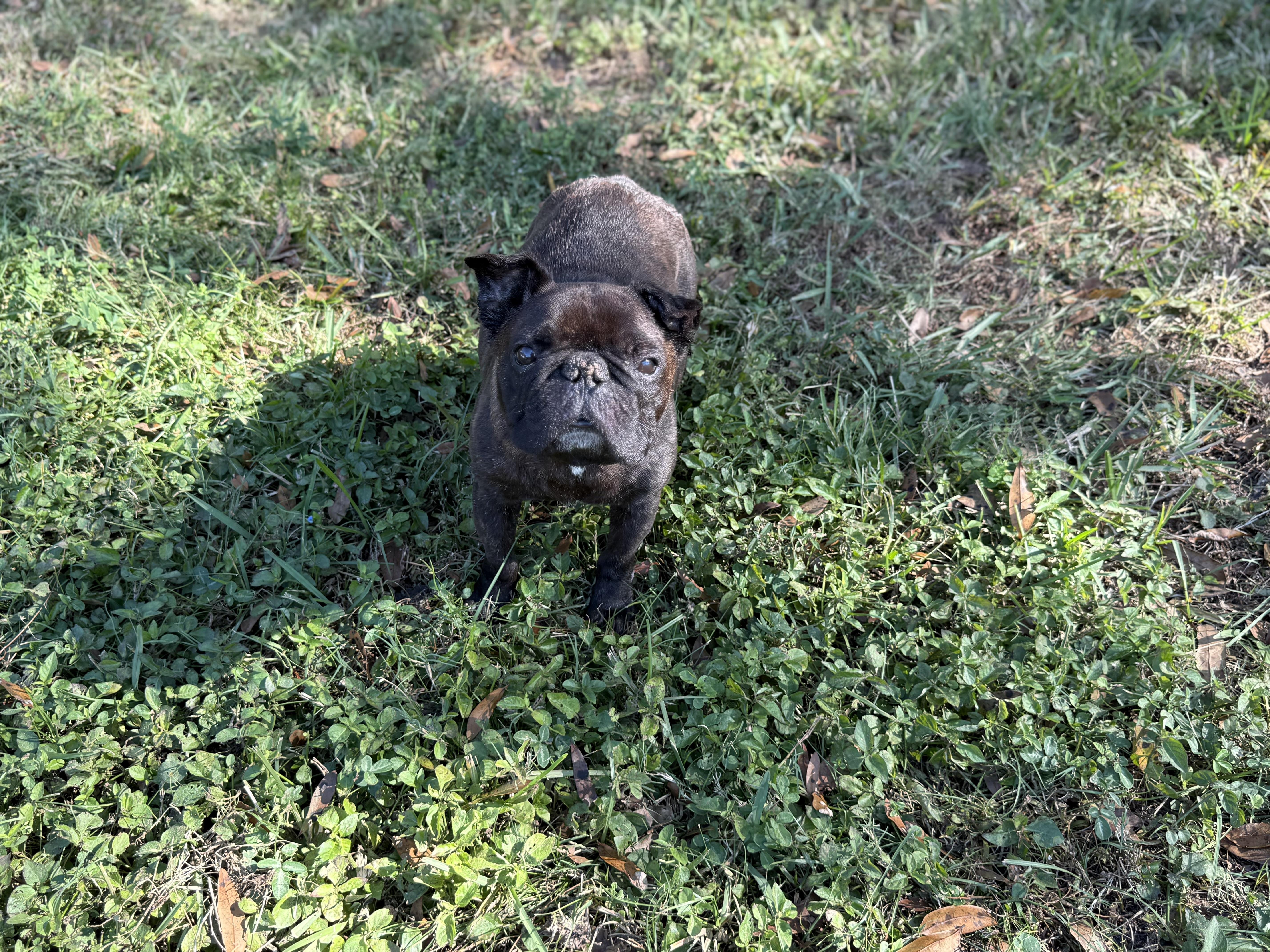 Pope, ADOPTABLE, Adult Male French Bulldog.