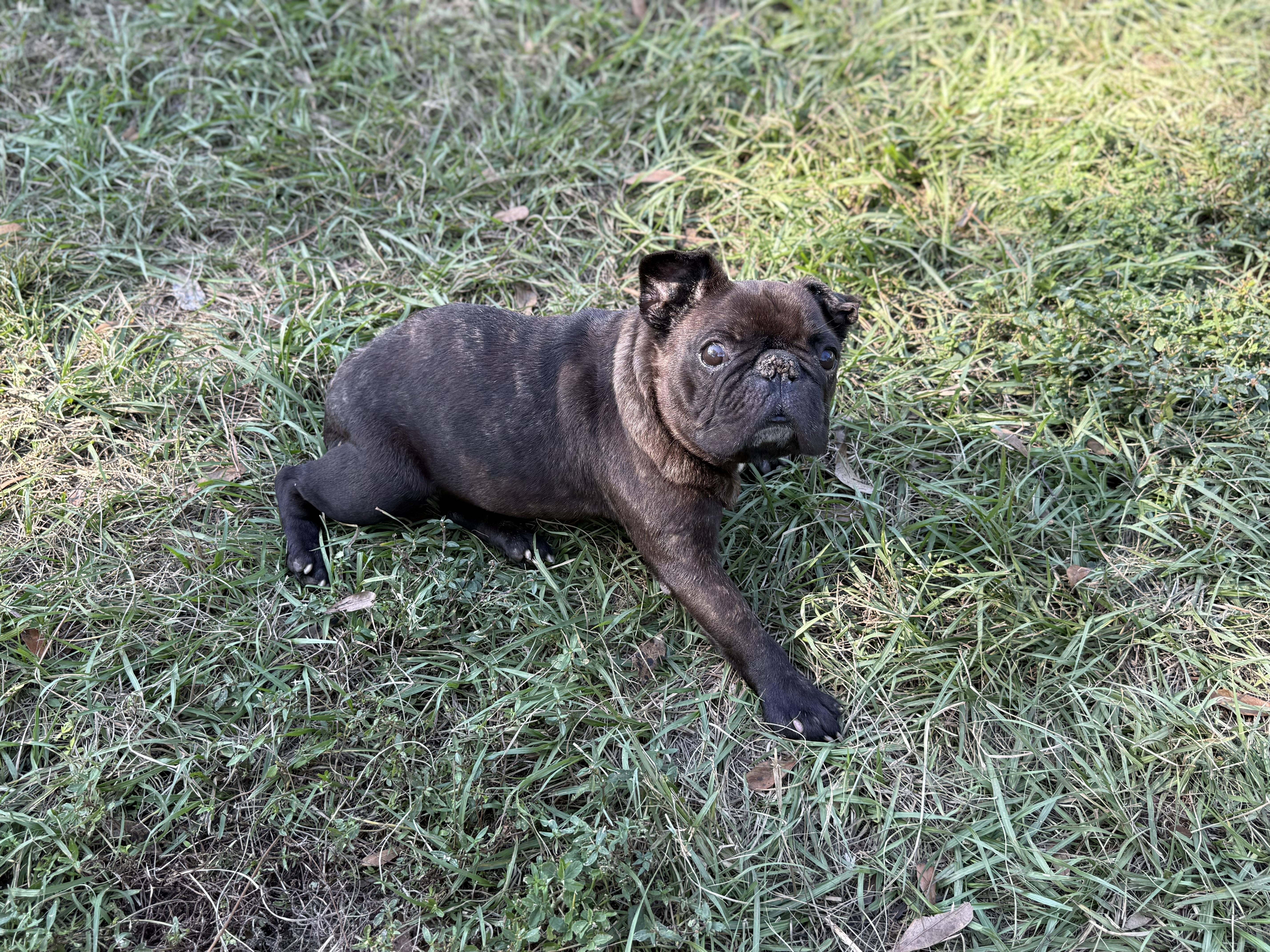 Enlarge Pope, a ADOPTABLE French Bulldog in Lutz, FL image 5/6