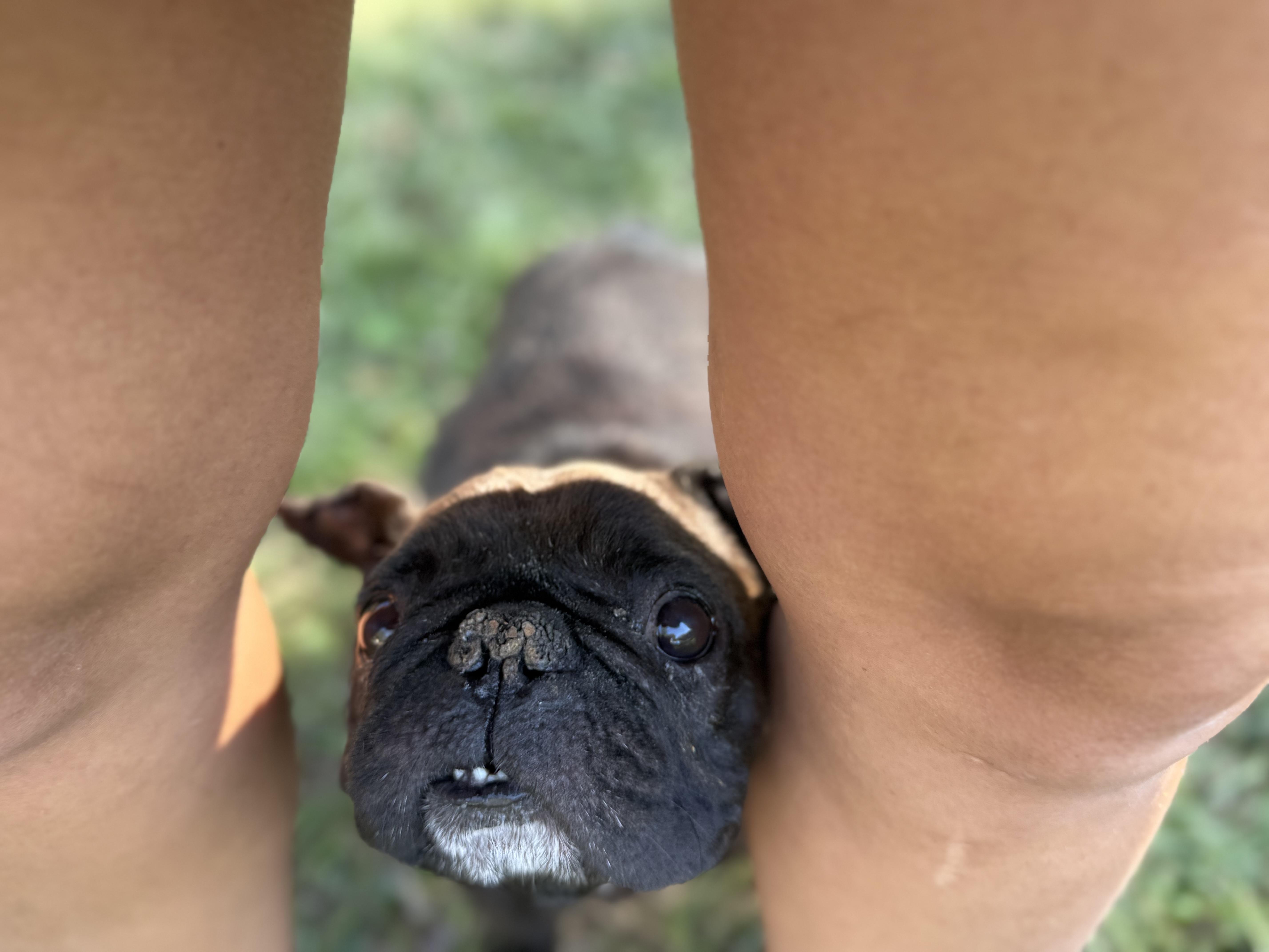 Enlarge Pope, a ADOPTABLE French Bulldog in Lutz, FL image 6/6