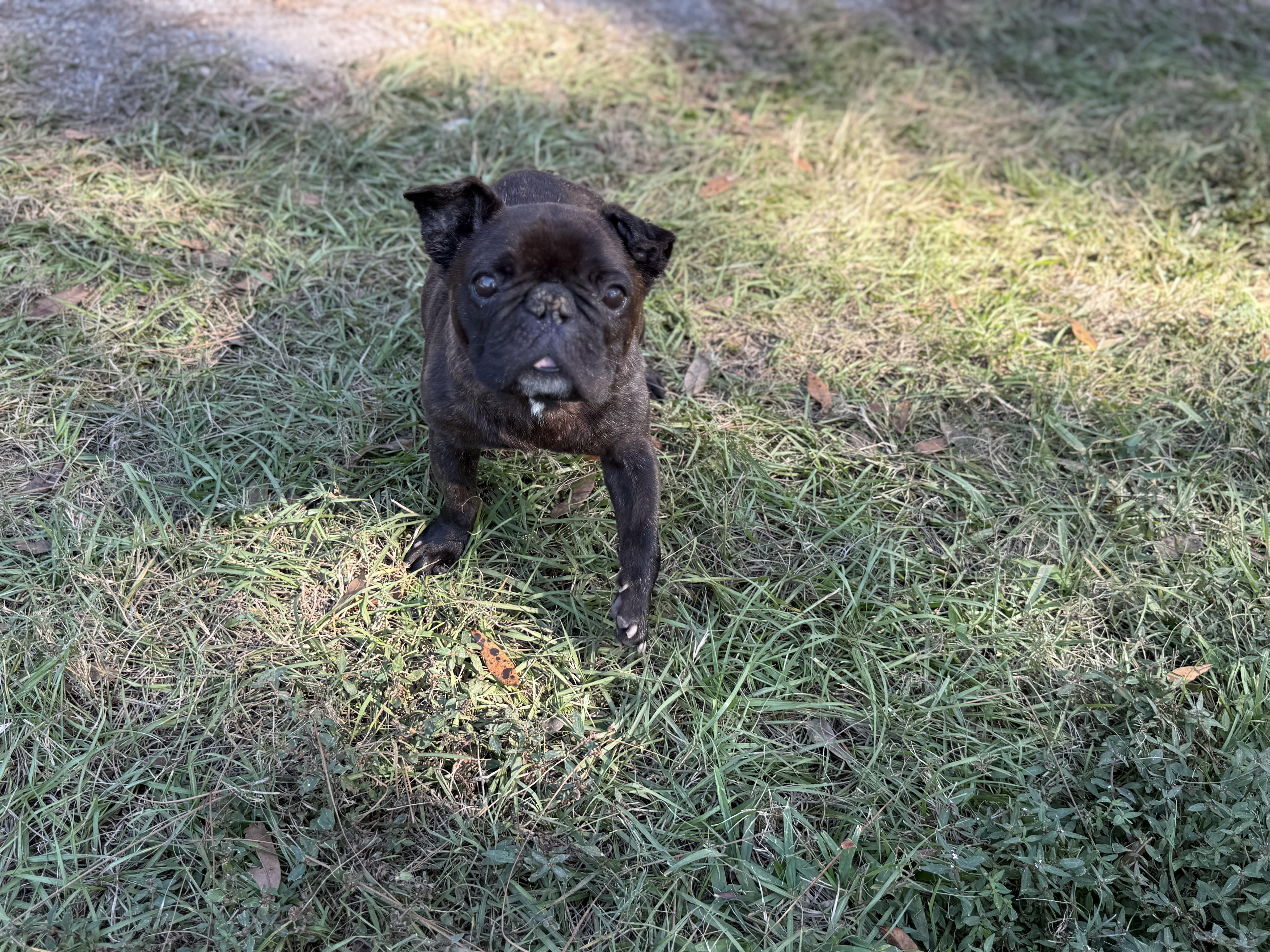 Enlarge Pope, a ADOPTABLE French Bulldog in Lutz, FL image 2/6