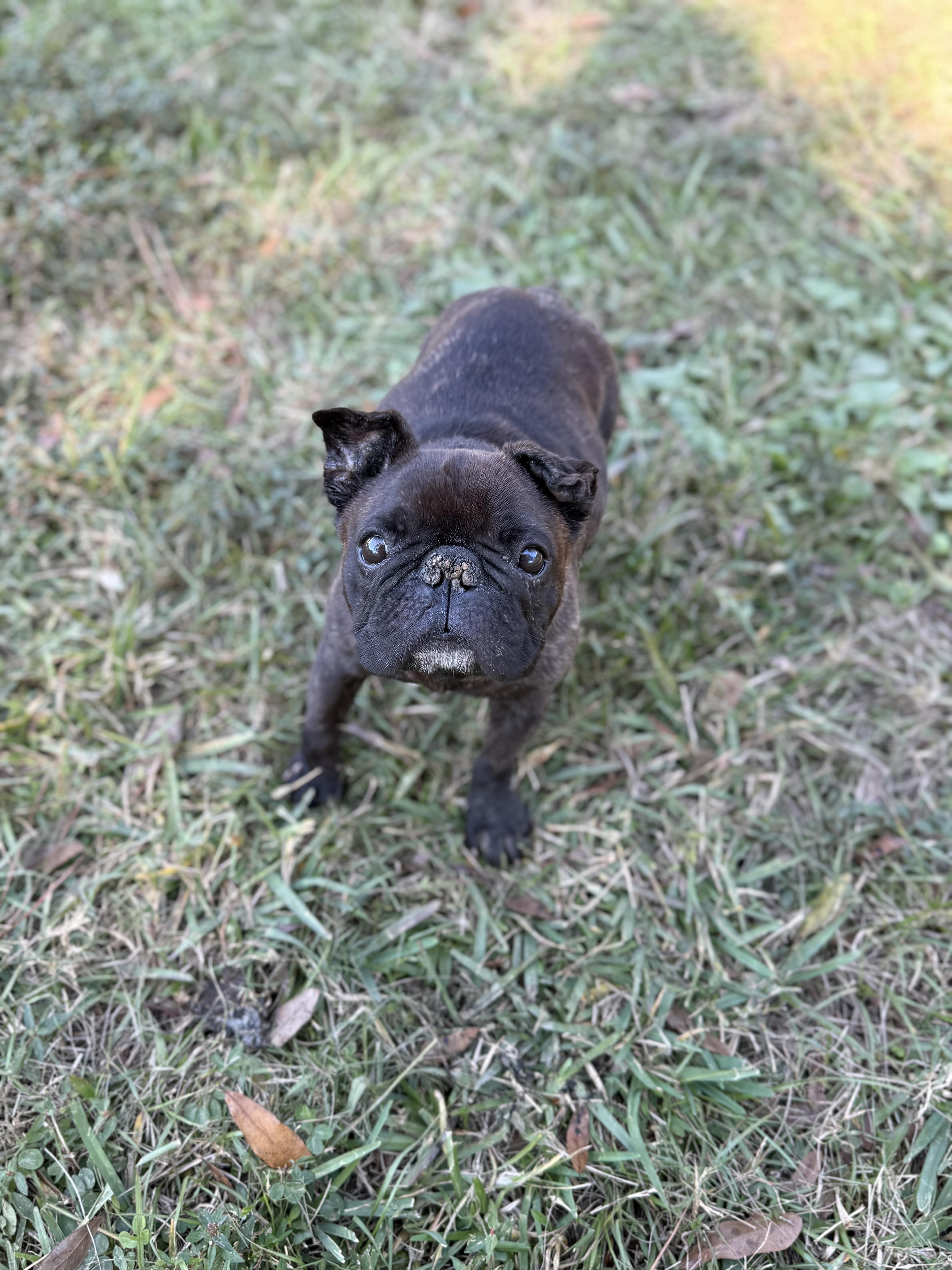 Enlarge Pope, a ADOPTABLE French Bulldog in Lutz, FL image 3/6