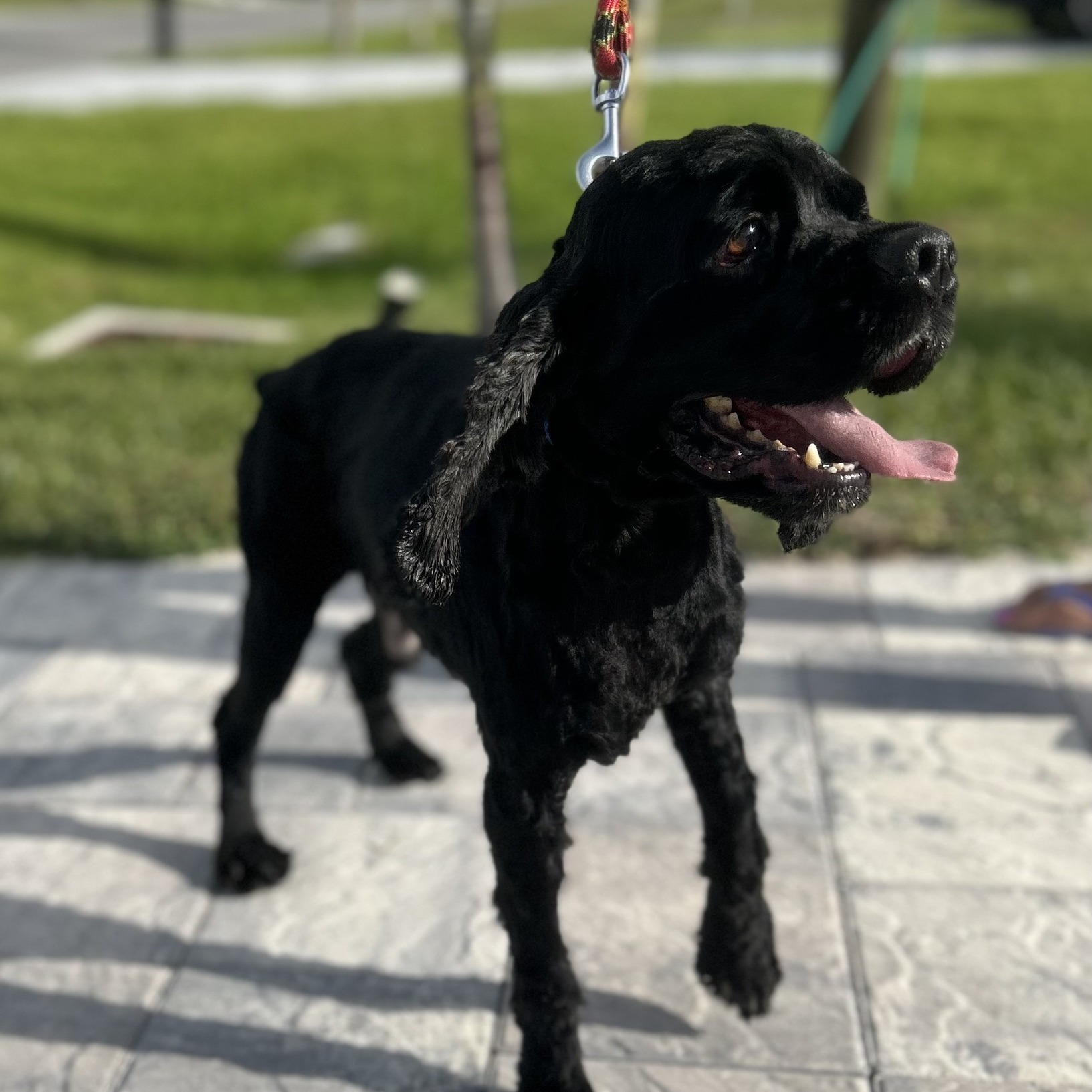 Dog for adoption Weston, a Cocker Spaniel in Cape Coral, FL Petfinder