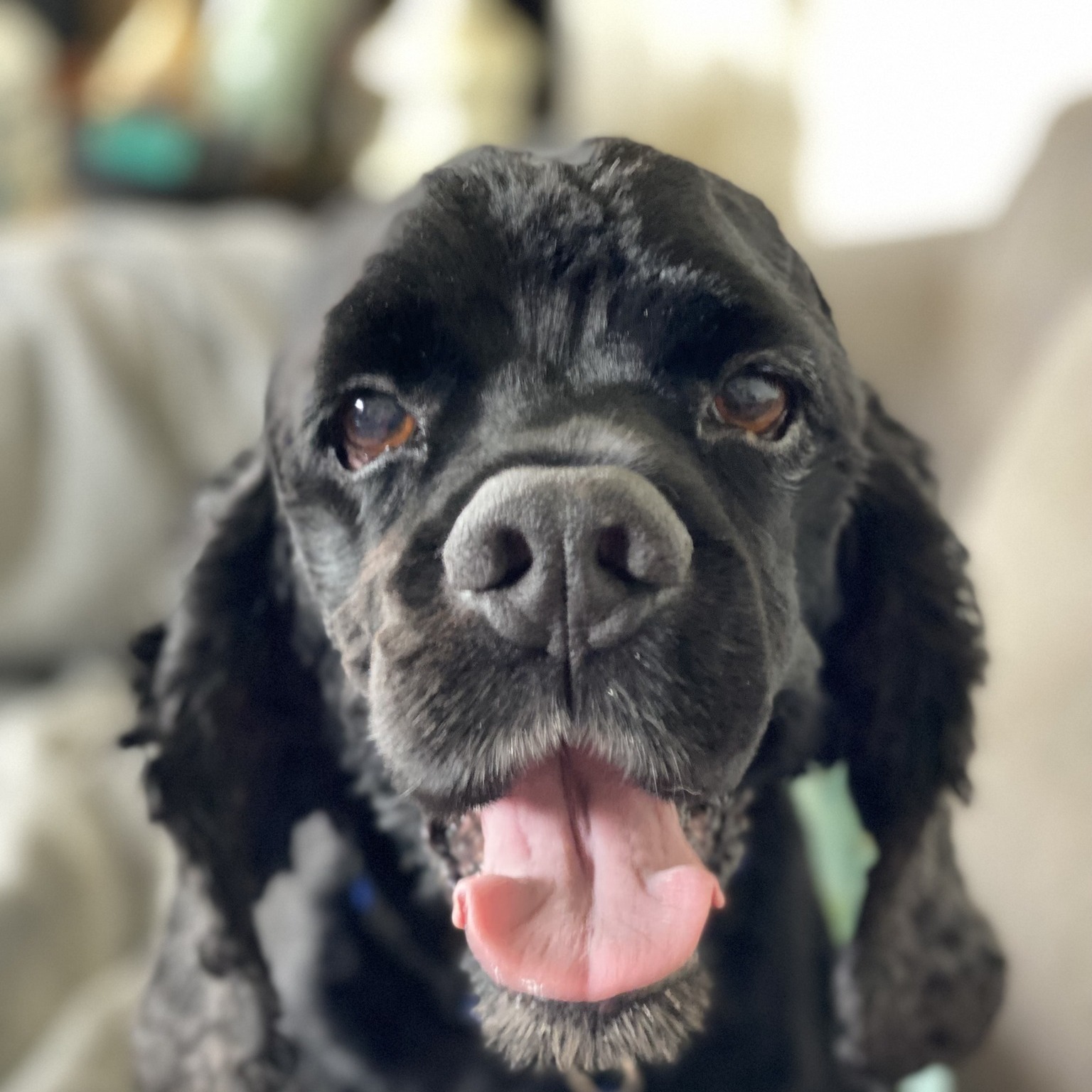 Dog for adoption Weston, a Cocker Spaniel in Cape Coral, FL Petfinder