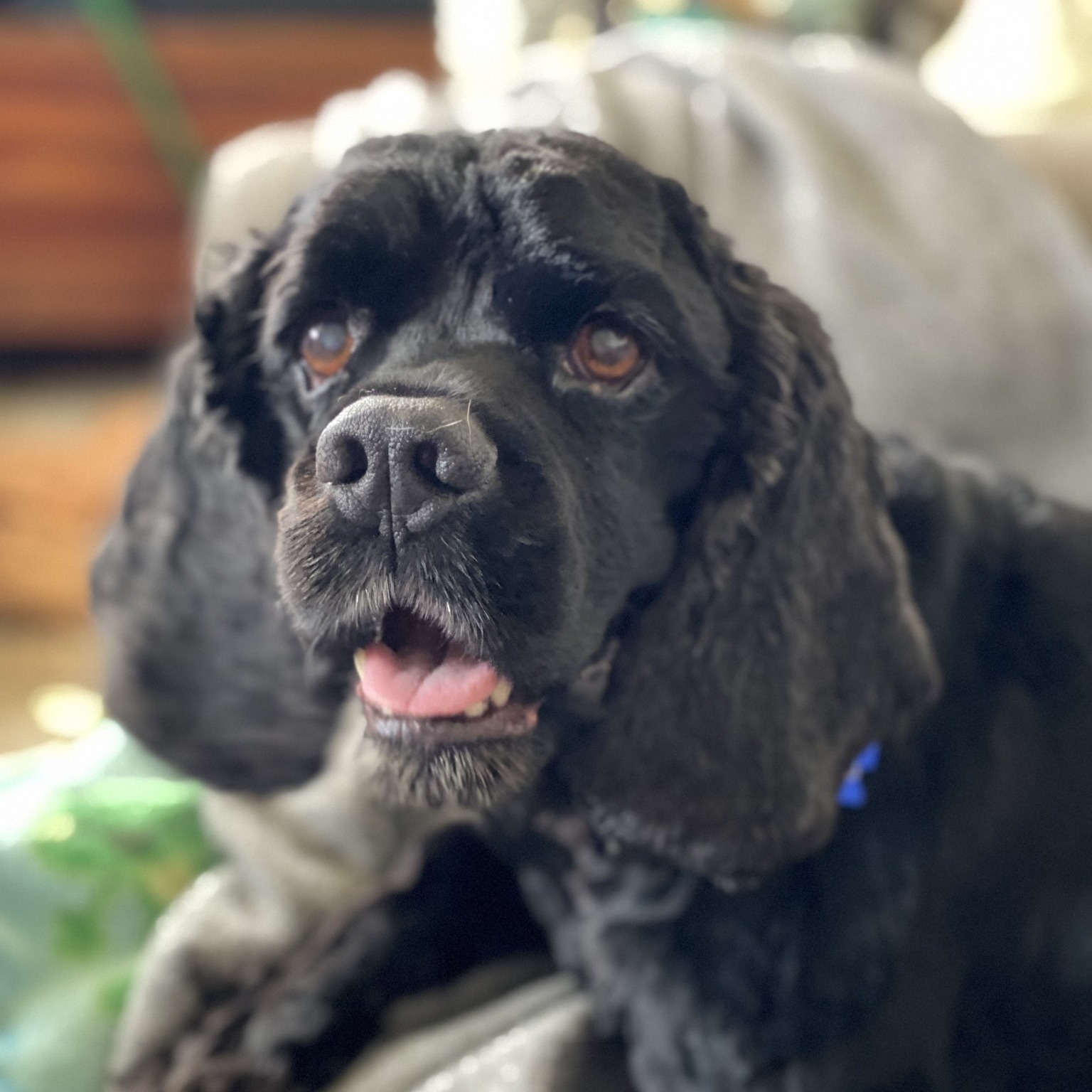 Dog for adoption Weston, a Cocker Spaniel in Cape Coral, FL Petfinder