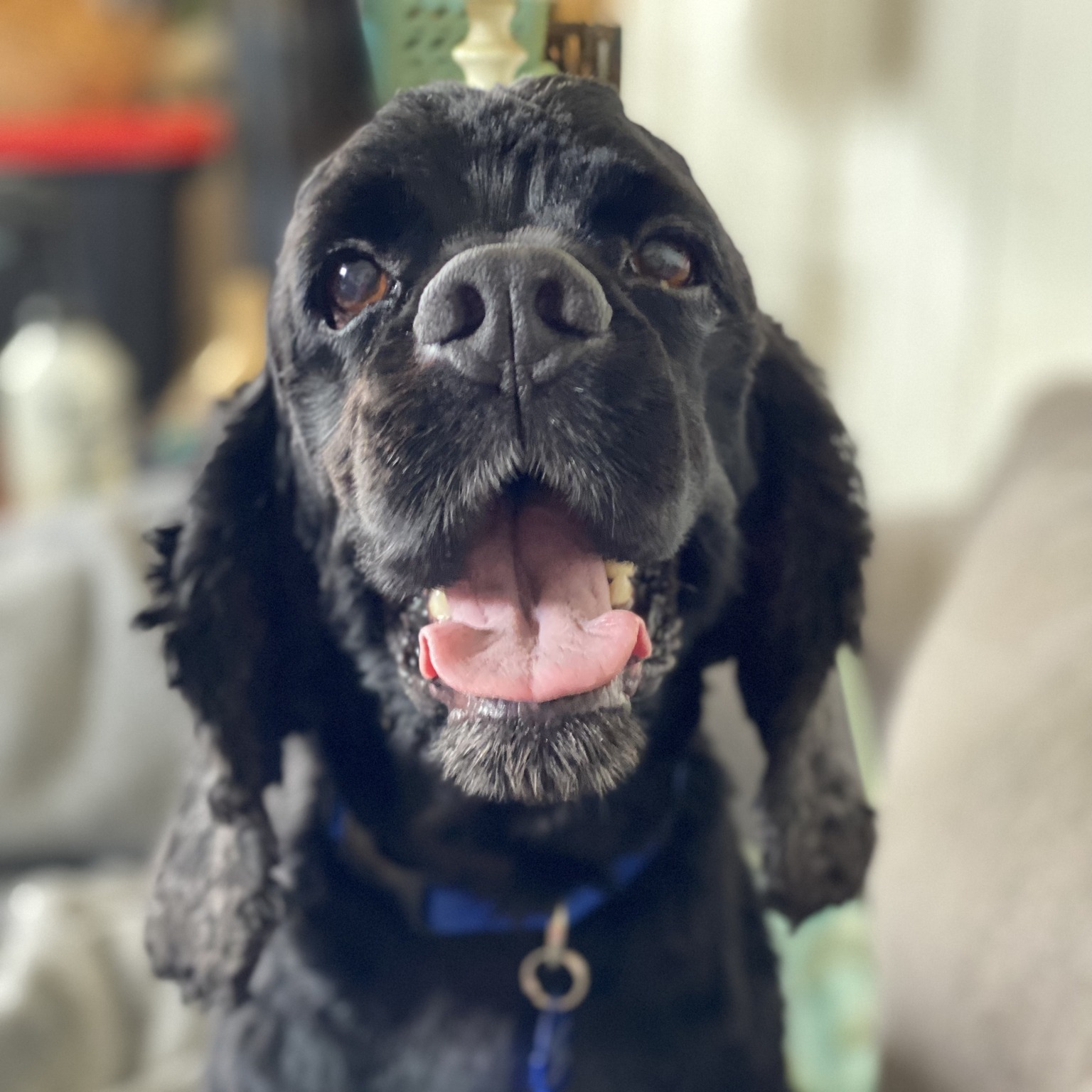 Dog for adoption Weston, a Cocker Spaniel in Cape Coral, FL Petfinder