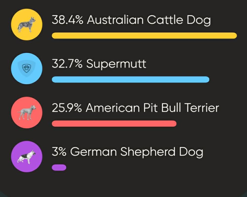 Strawberry Frosted, Adoptable, Puppy Female Australian Cattle Dog / Blue Heeler & Pit Bull Terrier.