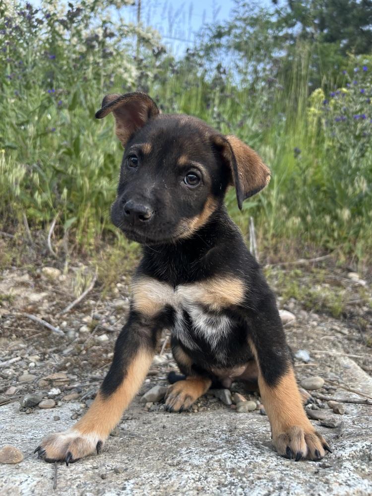Strawberry Frosted, a Adoptable mixed breed in Spokane , WA image 2/2