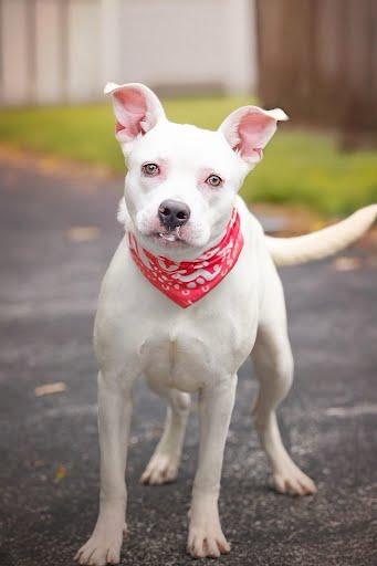 CAMI, Adoptable, Young Female Boxer & Mixed Breed.