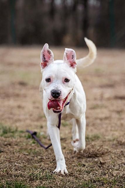 CAMI, Adoptable, Young Female Boxer & Mixed Breed.