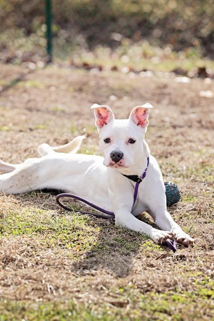 CAMI, Adoptable, Young Female Boxer & Mixed Breed.