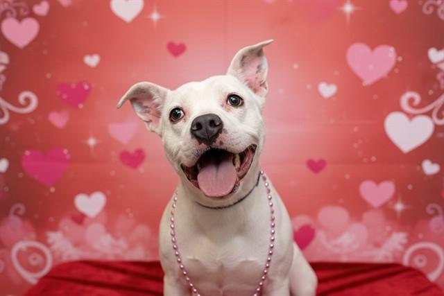 CAMI, Adoptable, Young Female Boxer & Mixed Breed.