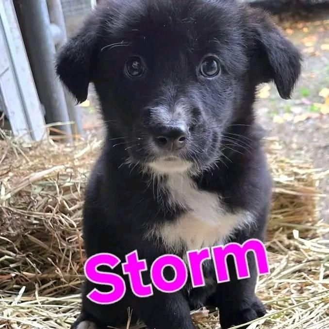 Enlarge Storm, a Adopted mixed breed in Silverton, OR image 1/1