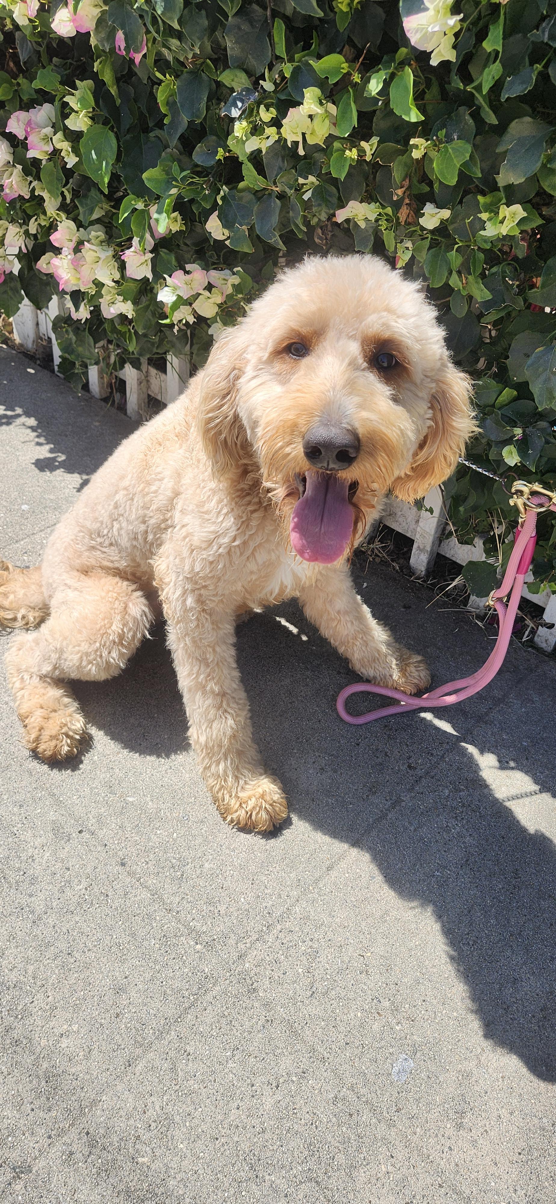 Enlarge Hannah, a ADOPTABLE Goldendoodle in Torrance, CA image 2/3