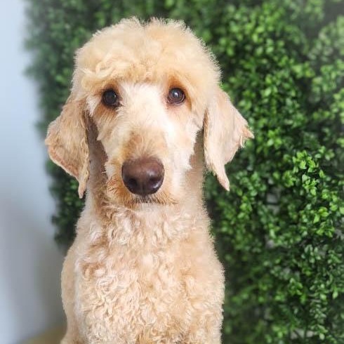 Hannah, ADOPTABLE, Young Female Goldendoodle.