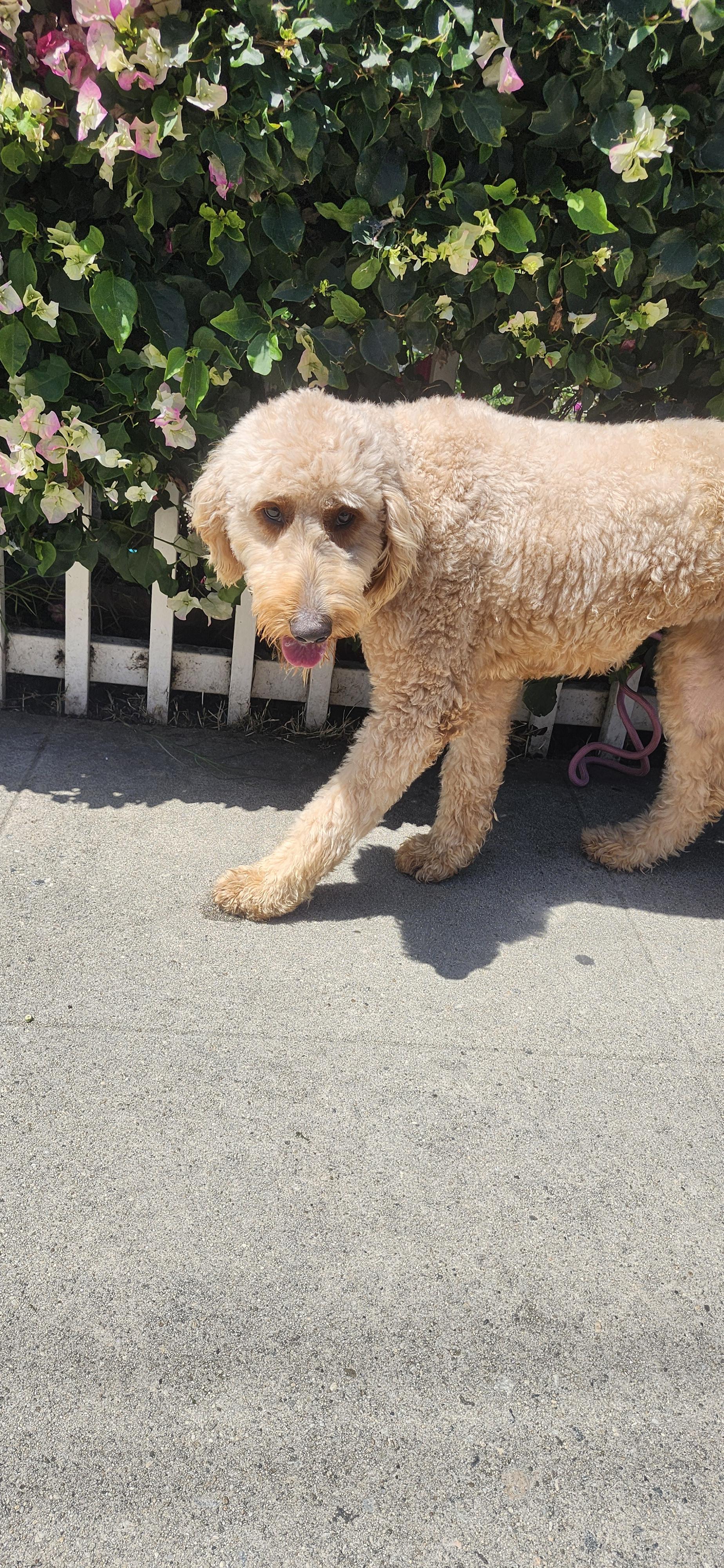 Enlarge Hannah, a ADOPTABLE Goldendoodle in Torrance, CA image 1/3