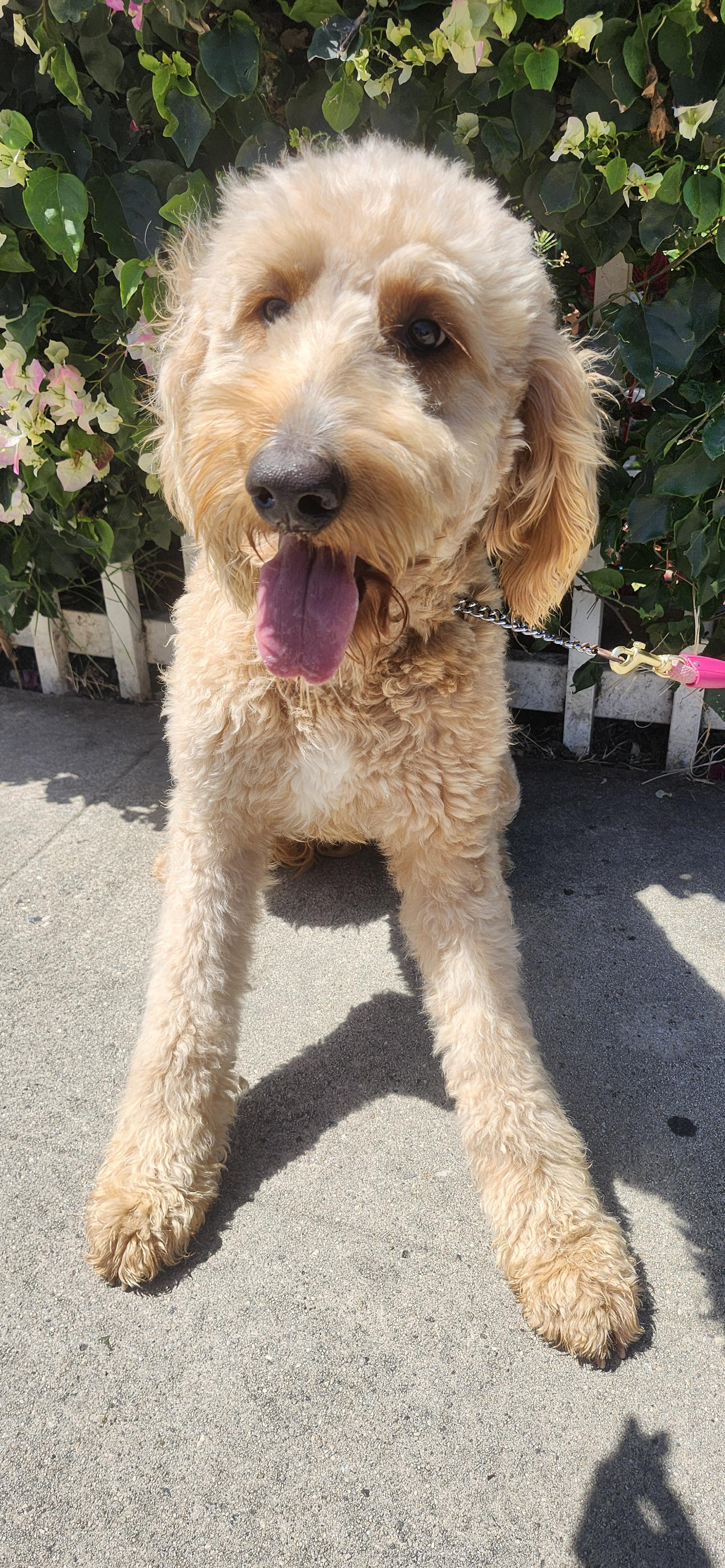 Enlarge Hannah, a ADOPTABLE Goldendoodle in Torrance, CA image 3/3