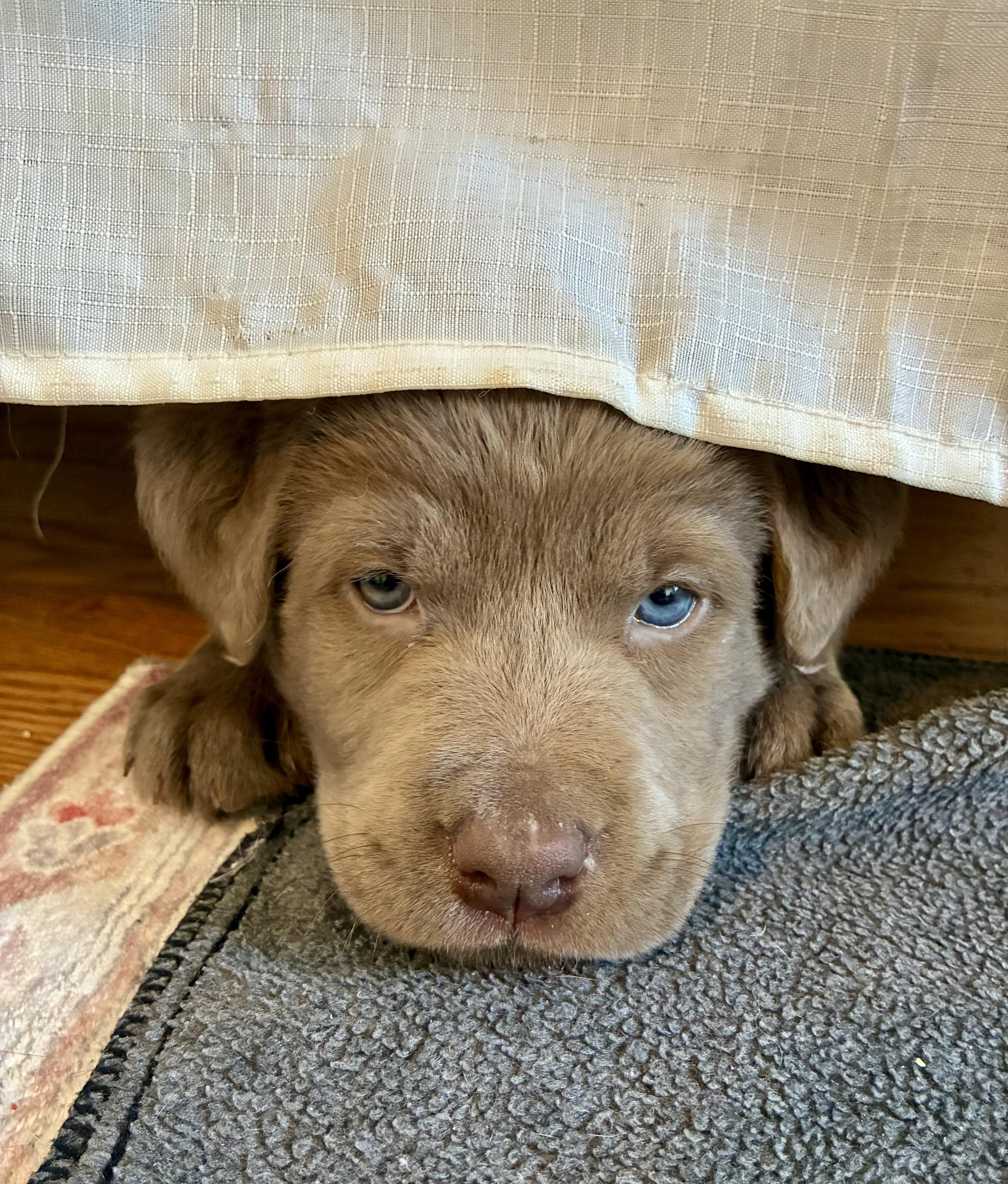 Enlarge Raya, an adopted mixed breed in CHURCHVILLE, NY image 2/2