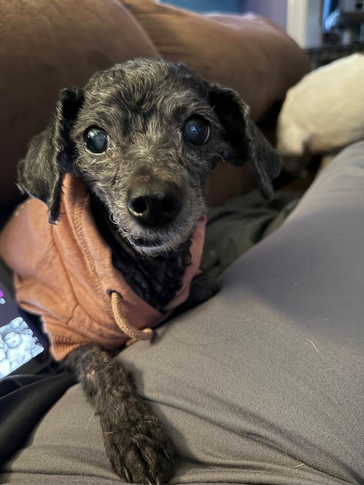 Shadow the Toy Poodle, a Adoptable Poodle in Peoria, IL image 2/6