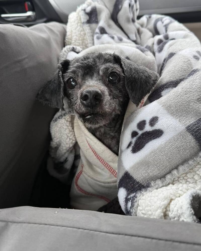 Shadow the Toy Poodle, a Adoptable Poodle in Peoria, IL image 3/6