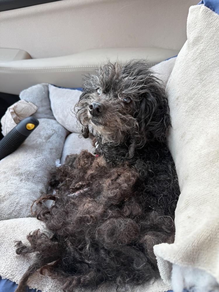 Shadow the Toy Poodle, a Adoptable Poodle in Peoria, IL image 4/6