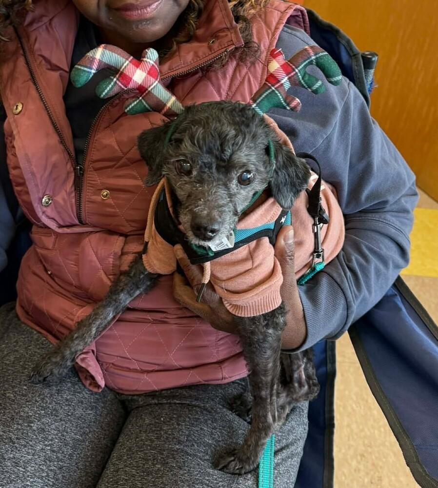 Shadow the Toy Poodle, a Adoptable Poodle in Peoria, IL image 5/6