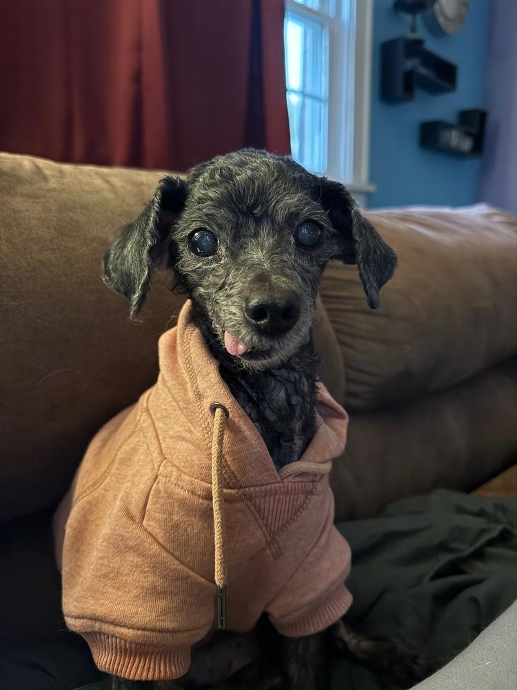 Shadow the Toy Poodle, a Adoptable Poodle in Peoria, IL image 6/6