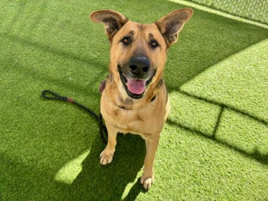 CAMEL, Adoptable, Adult Male German Shepherd Dog.