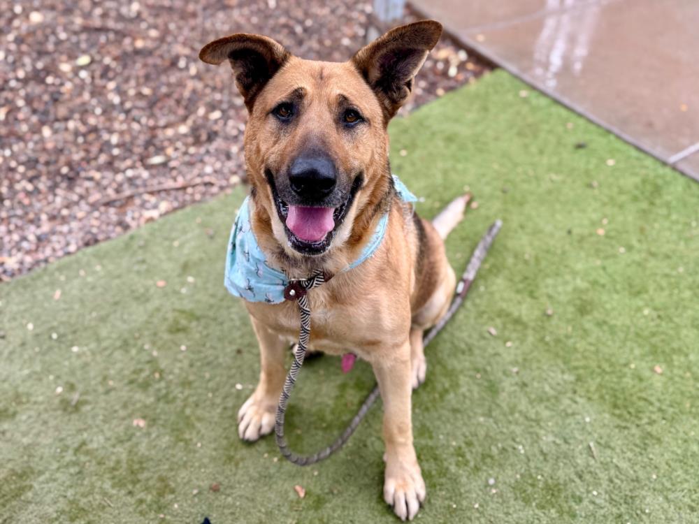 CAMEL, Adoptable, Adult Male German Shepherd Dog.