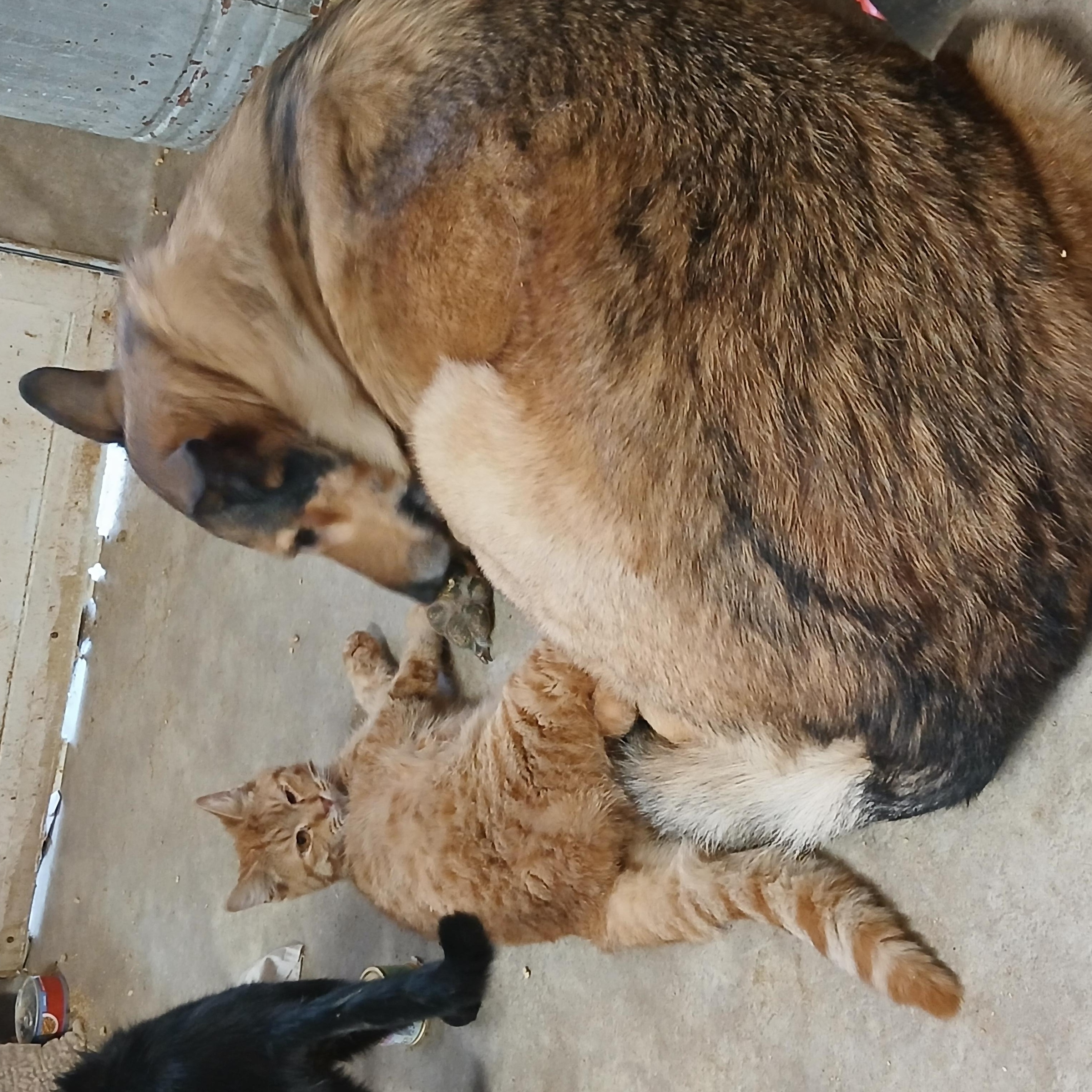 Enlarge ER Elevator Corn, a Adoptable Domestic Short Hair in Eaton Rapids, MI image 3/6