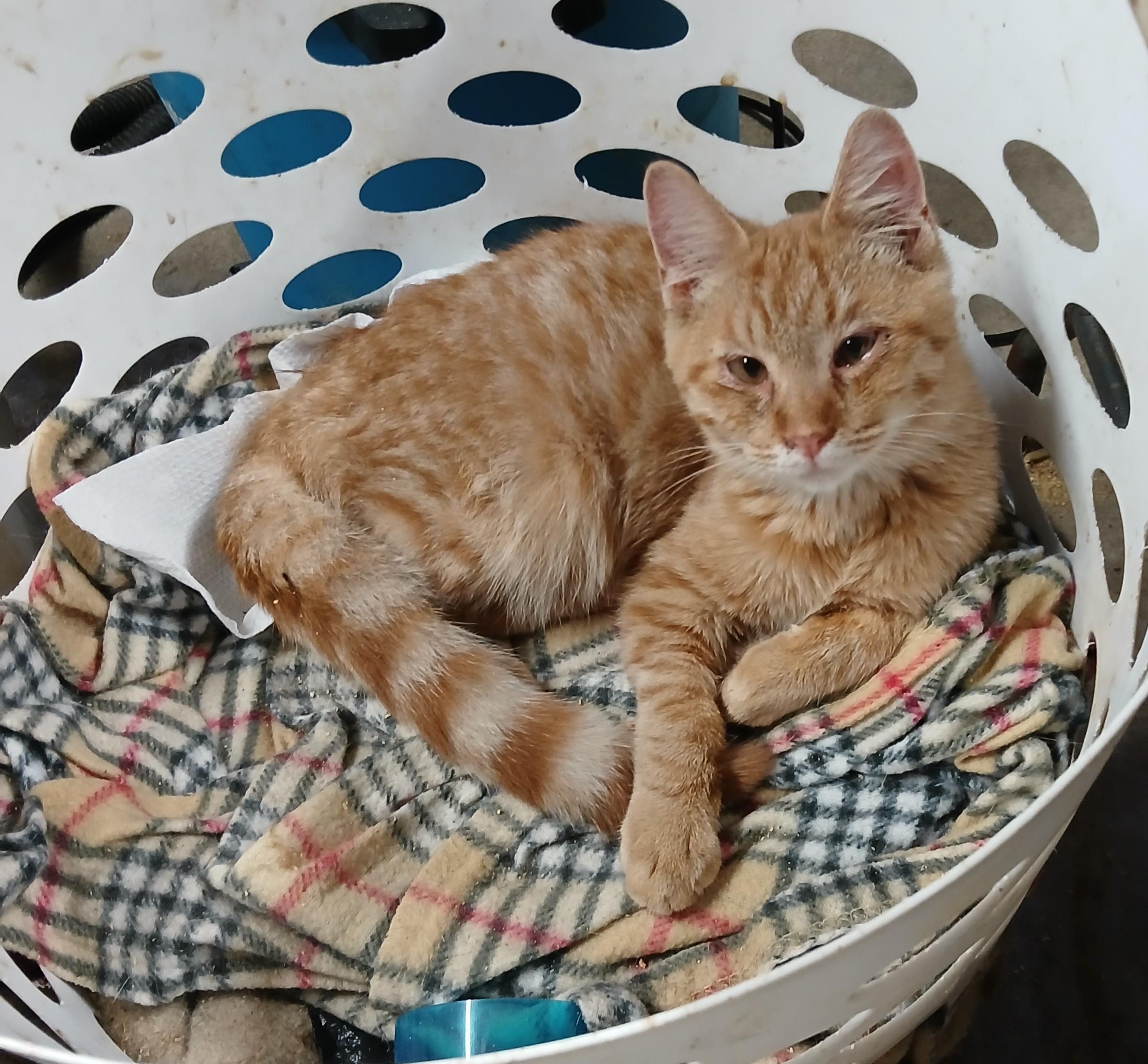 Enlarge ER Elevator Corn, a Adoptable Domestic Short Hair in Eaton Rapids, MI image 4/6