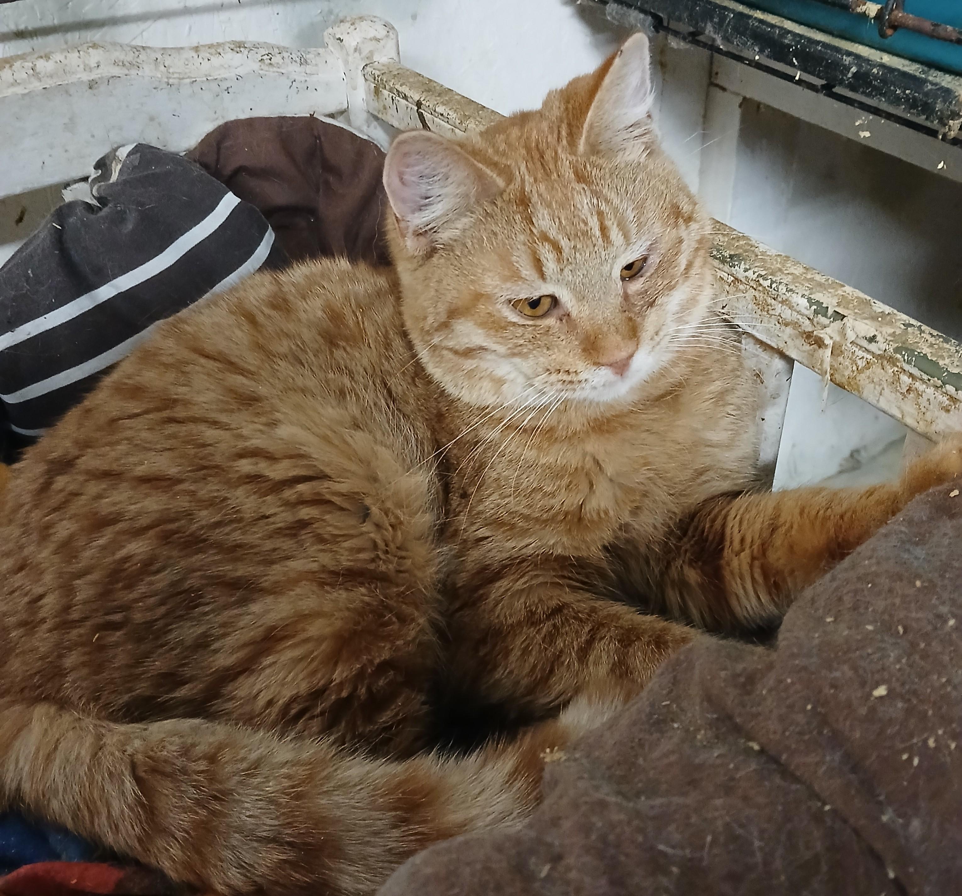 Enlarge ER Elevator Corn, a Adoptable Domestic Short Hair in Eaton Rapids, MI image 2/6