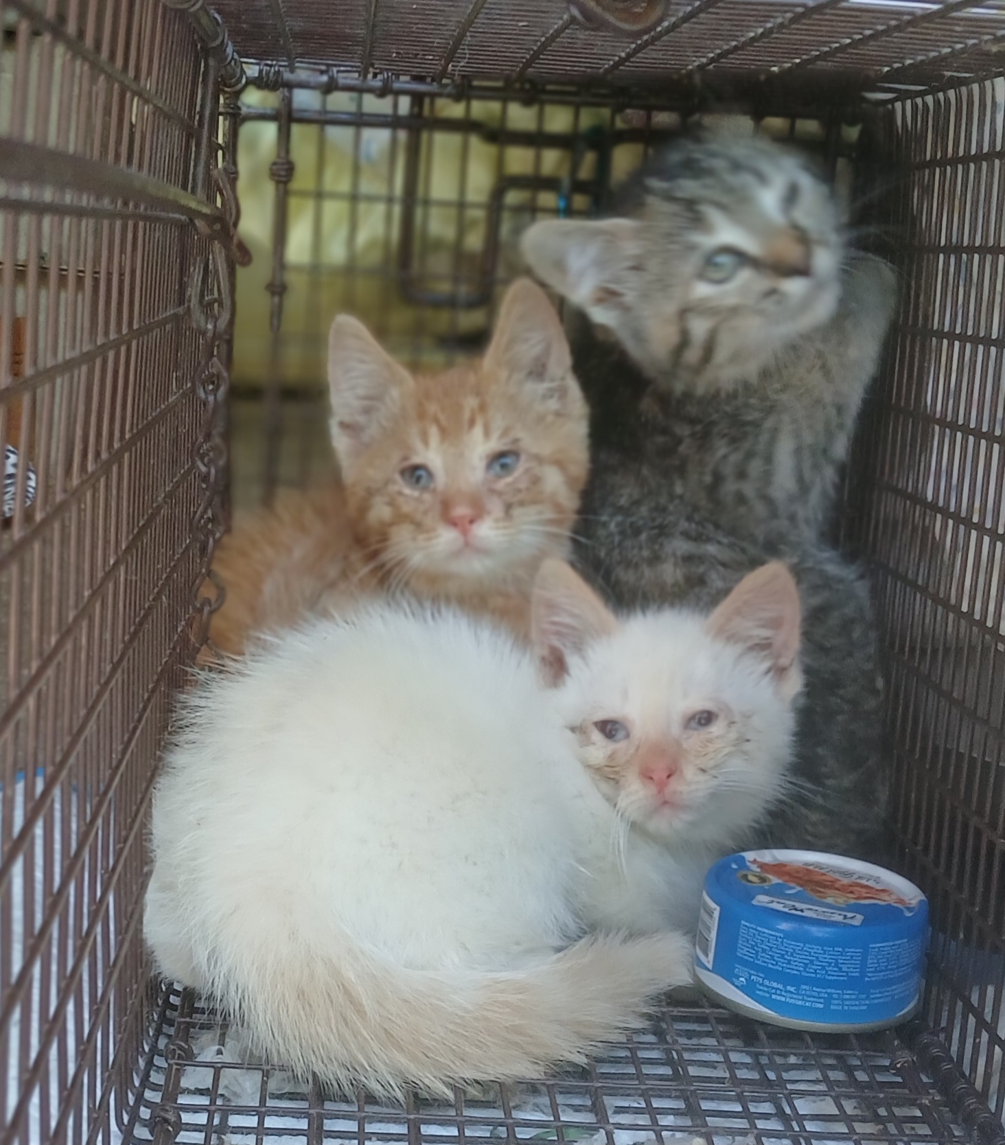 Enlarge ER Elevator Corn, a Adoptable Domestic Short Hair in Eaton Rapids, MI image 6/6