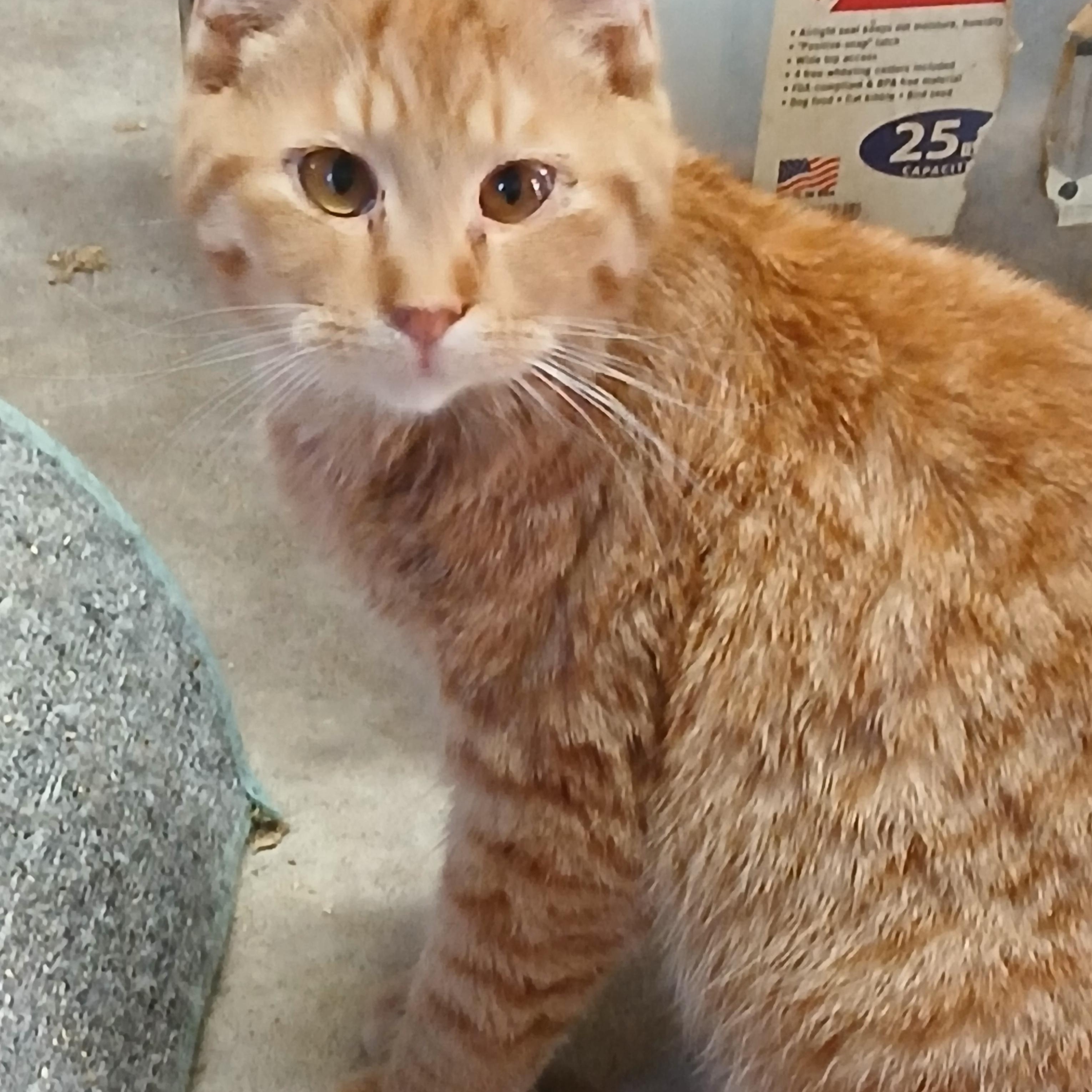 ER Elevator Corn, Adoptable, Kitten Male Domestic Short Hair.