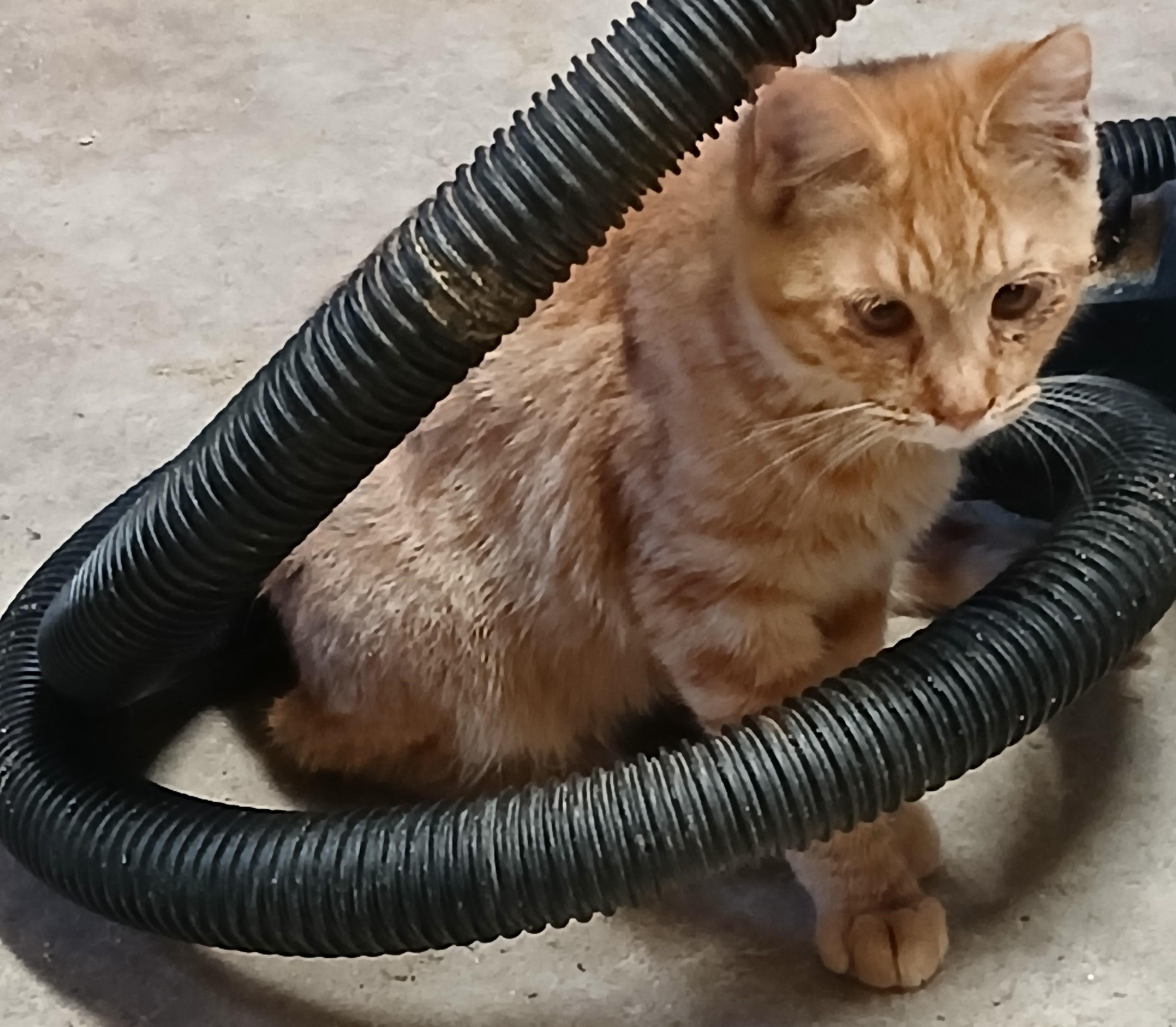 Enlarge ER Elevator Corn, a Adoptable Domestic Short Hair in Eaton Rapids, MI image 5/6