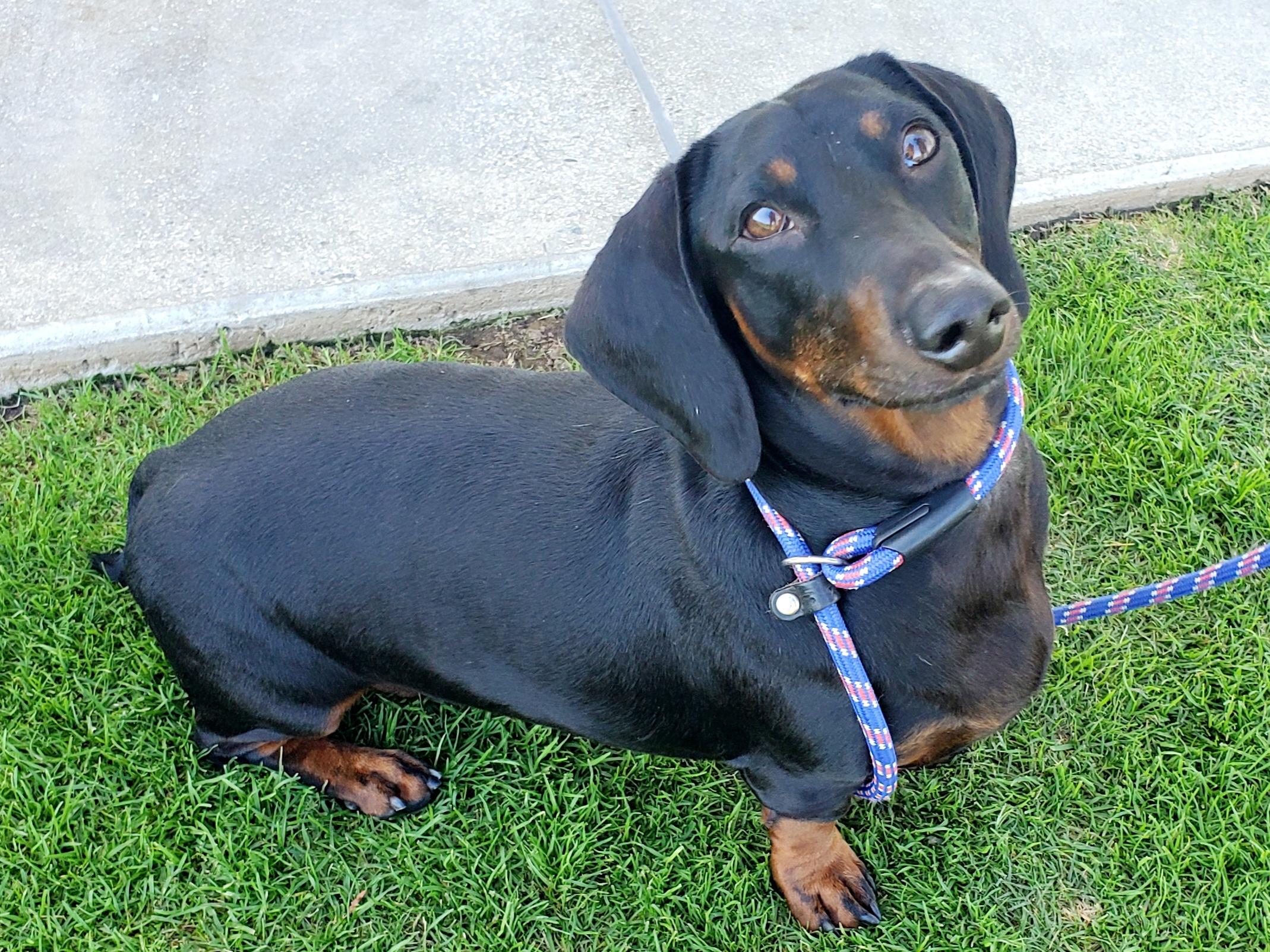 Otto, adopted, Adult Male Dachshund.