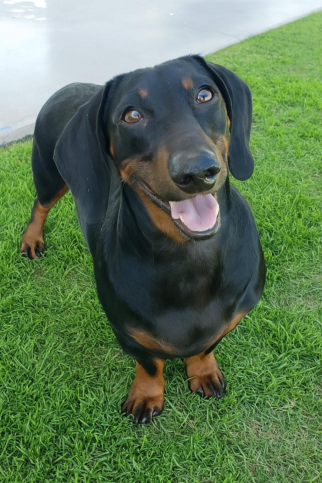 Otto, an adopted Dachshund in Temecula, CA image 2/3
