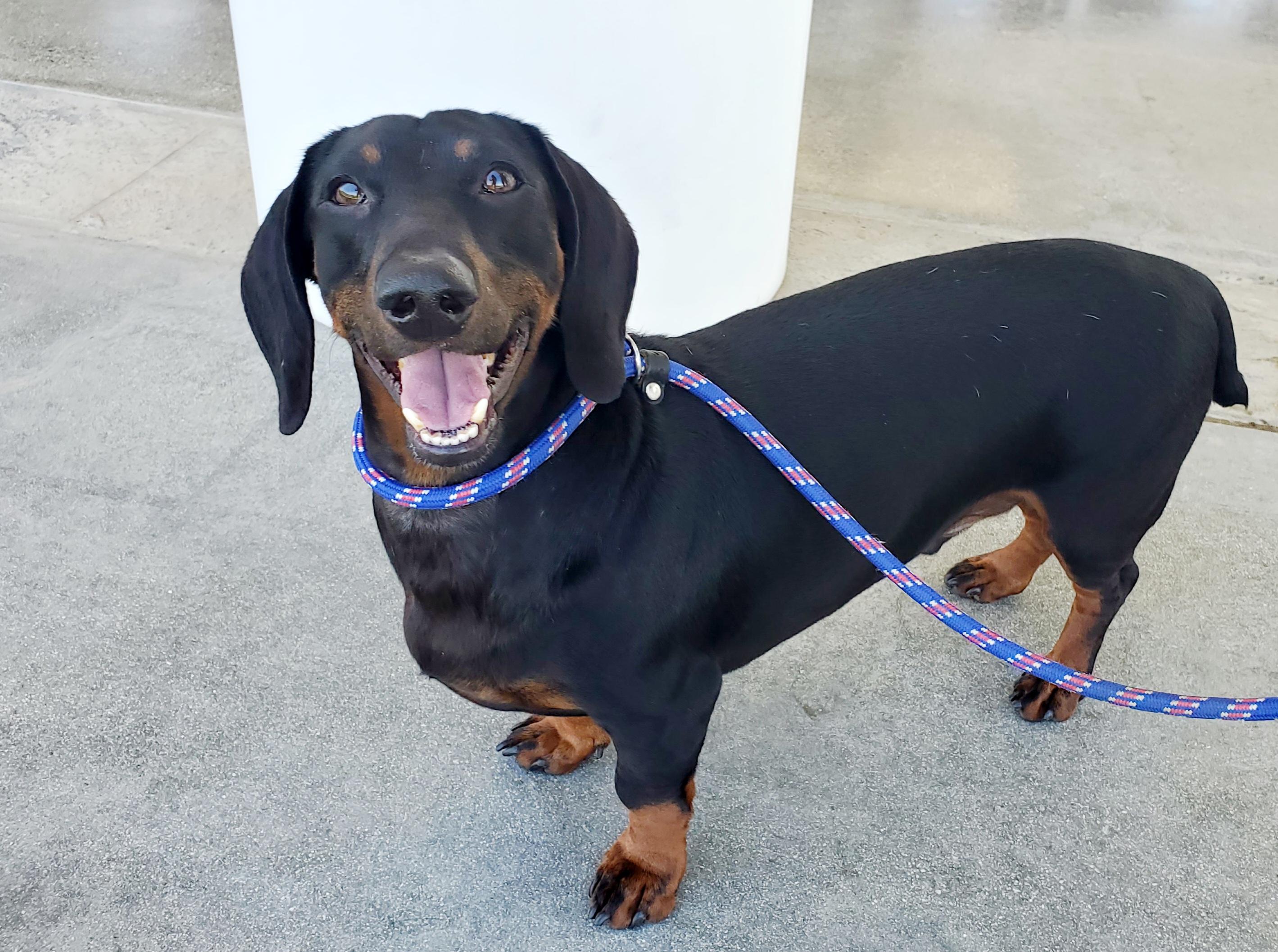 Otto, an adopted Dachshund in Temecula, CA image 3/3