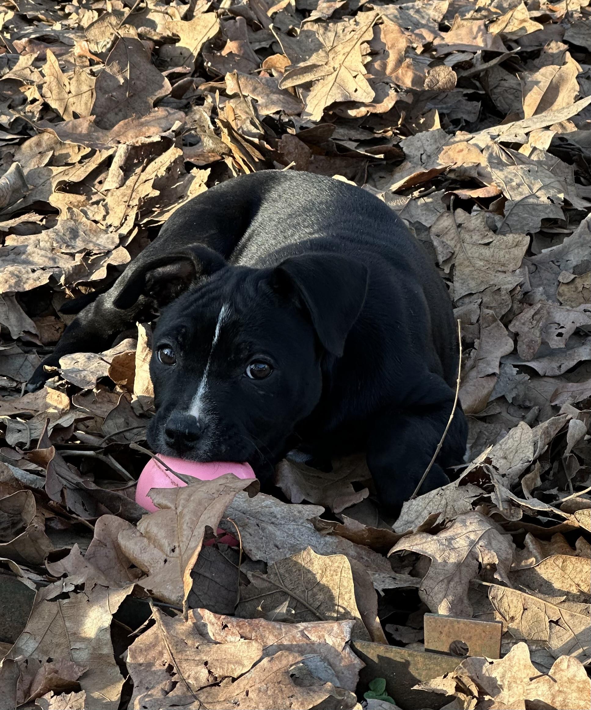 Enlarge Isabella, a ADOPTABLE mixed breed in Little Rock, AR image 5/5