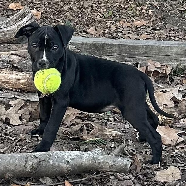 Enlarge Isabella, a ADOPTABLE mixed breed in Little Rock, AR image 1/5