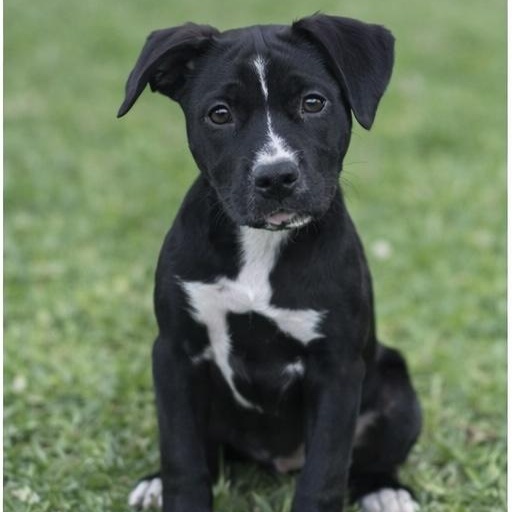 Enlarge Isabella, a ADOPTABLE mixed breed in Little Rock, AR image 2/5