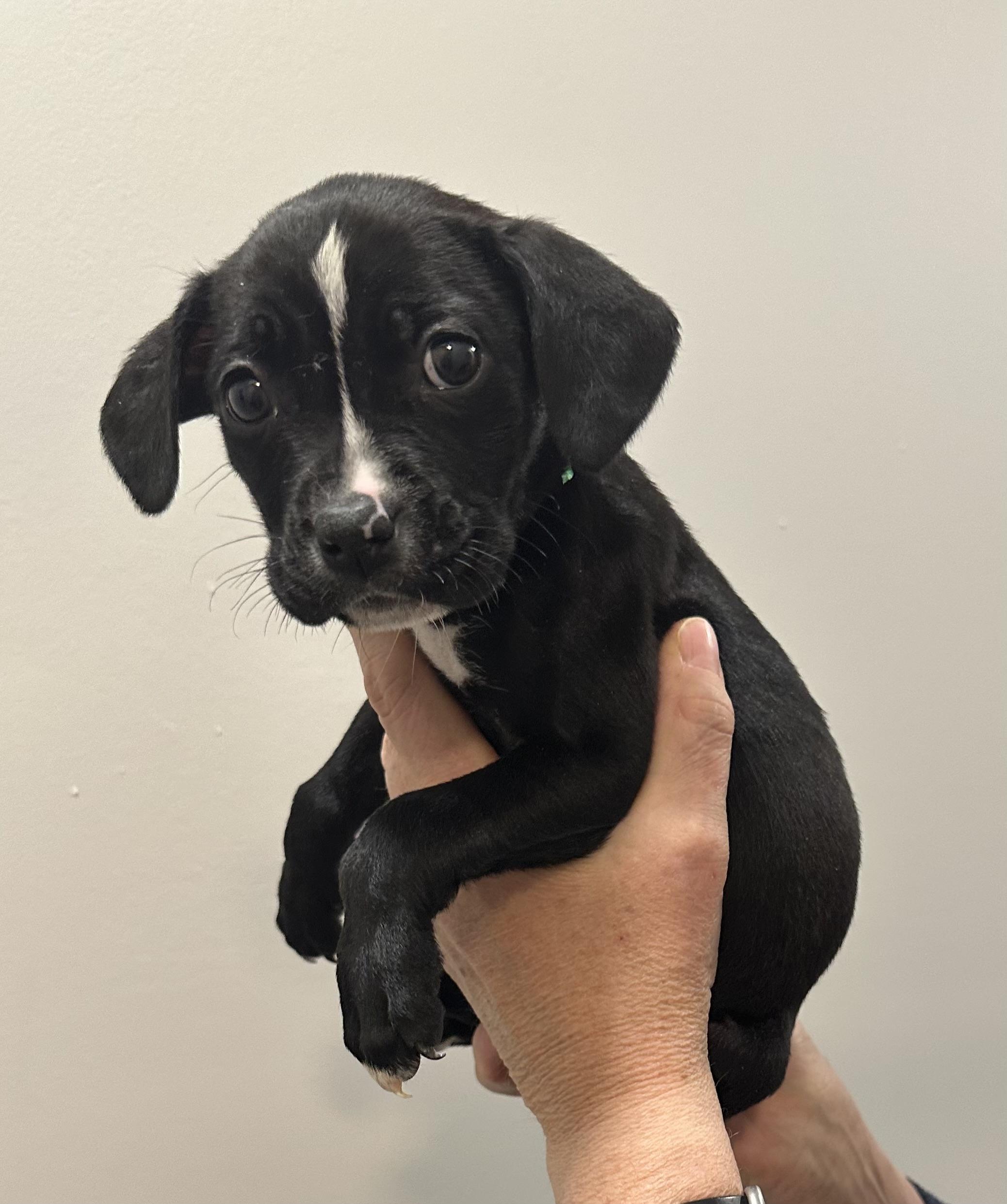 Isabella, a ADOPTABLE mixed breed in Little Rock, AR image 1/5