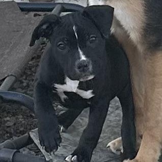 Enlarge Isabella, a ADOPTABLE mixed breed in Little Rock, AR image 3/5