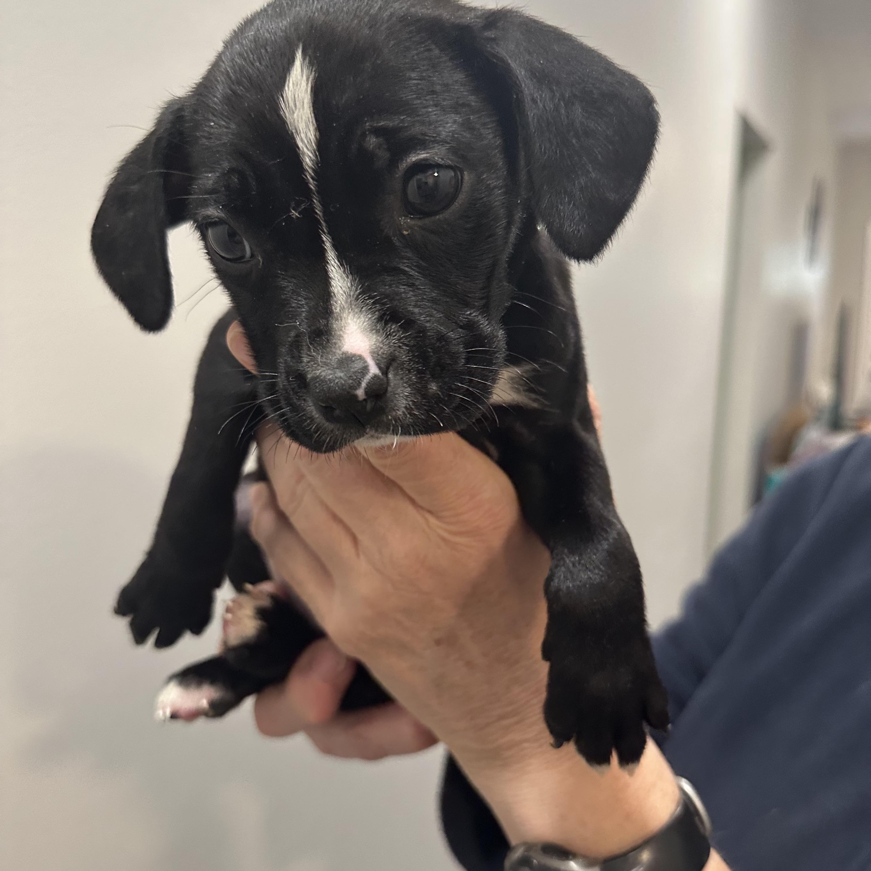 Isabella, a ADOPTABLE mixed breed in Little Rock, AR image 2/5