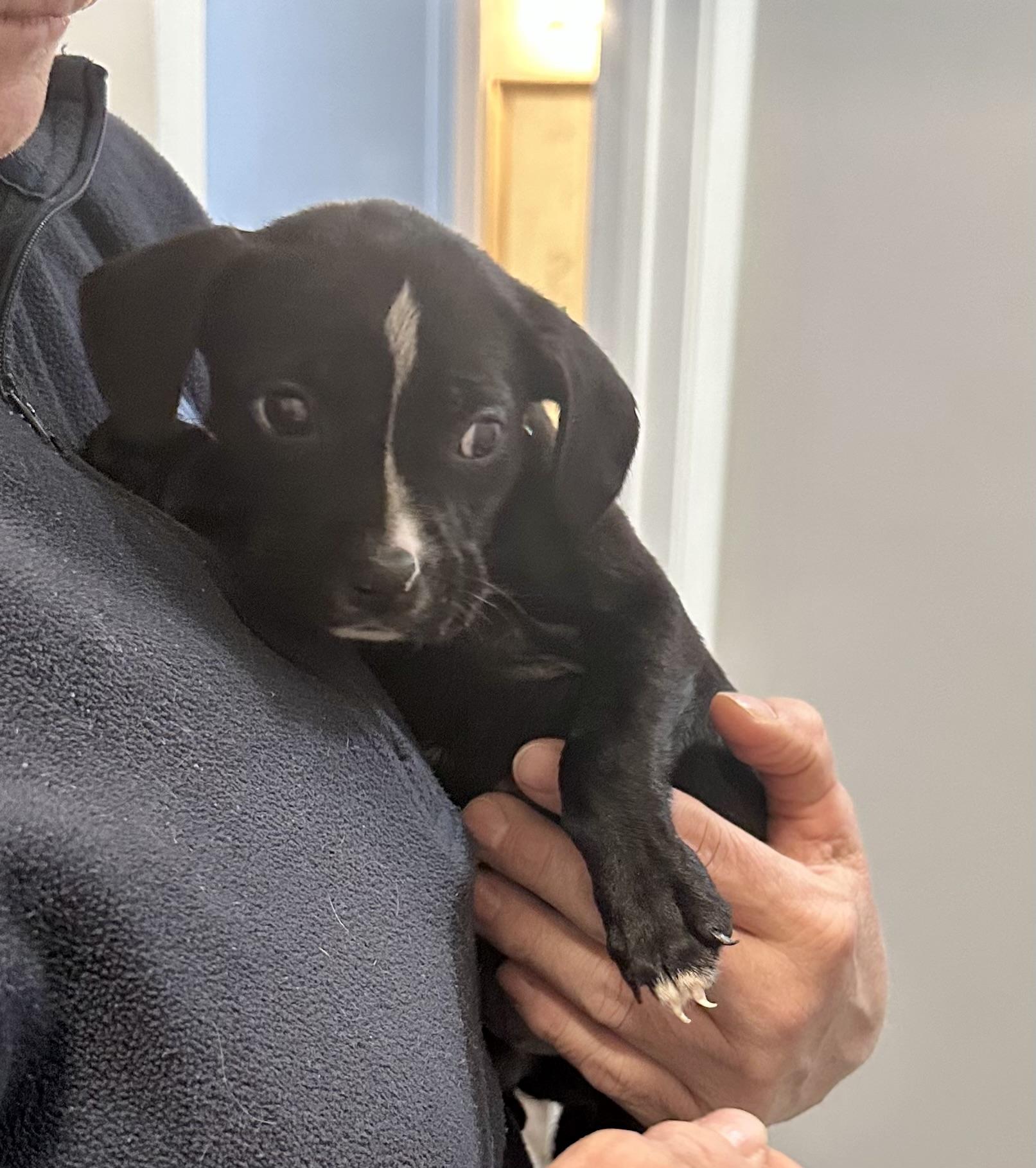 Isabella, a ADOPTABLE mixed breed in Little Rock, AR image 3/5