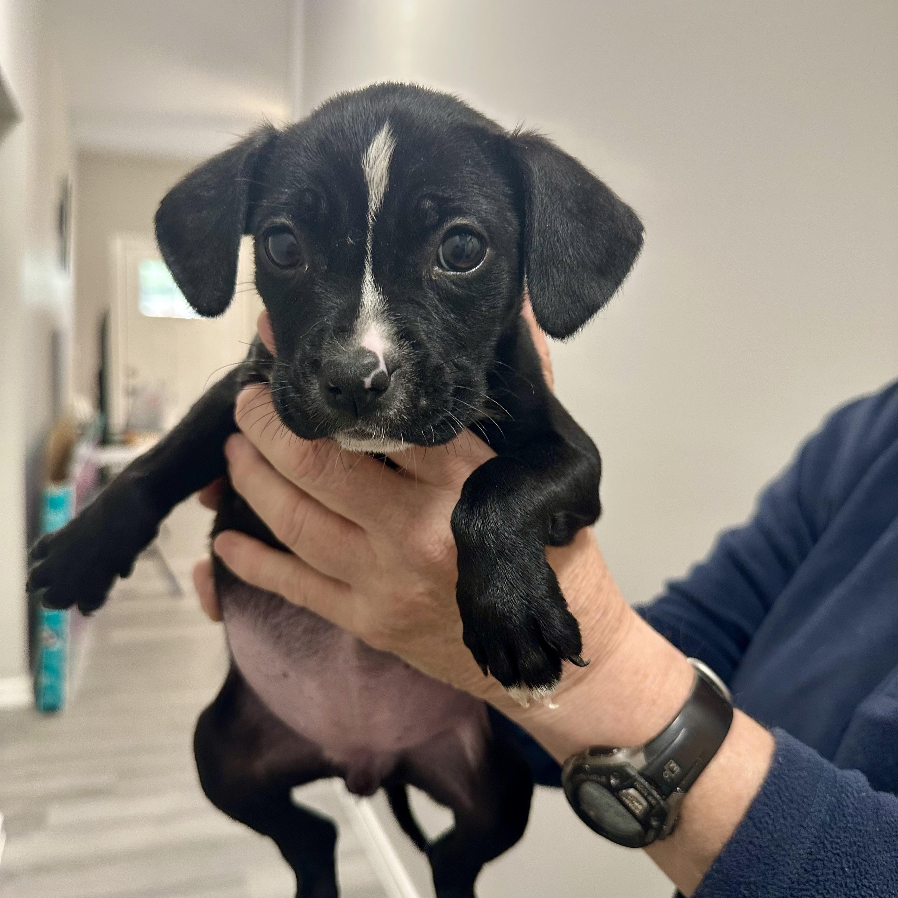 Isabella, a ADOPTABLE mixed breed in Little Rock, AR image 4/5