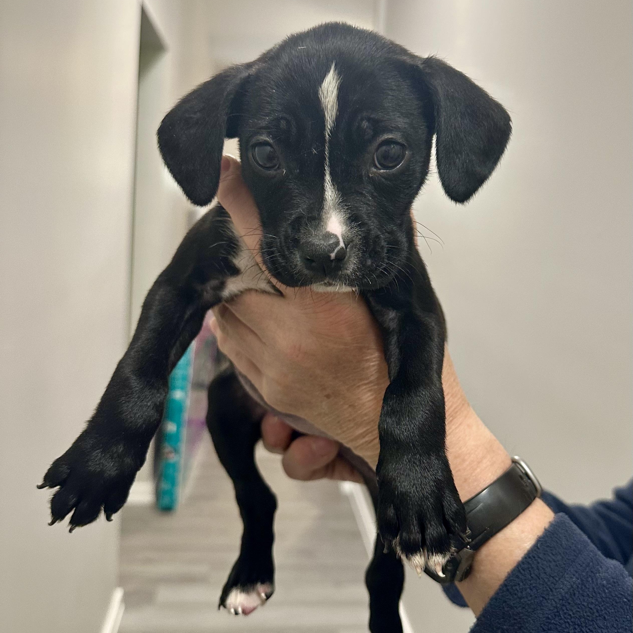 Isabella, a ADOPTABLE mixed breed in Little Rock, AR image 5/5