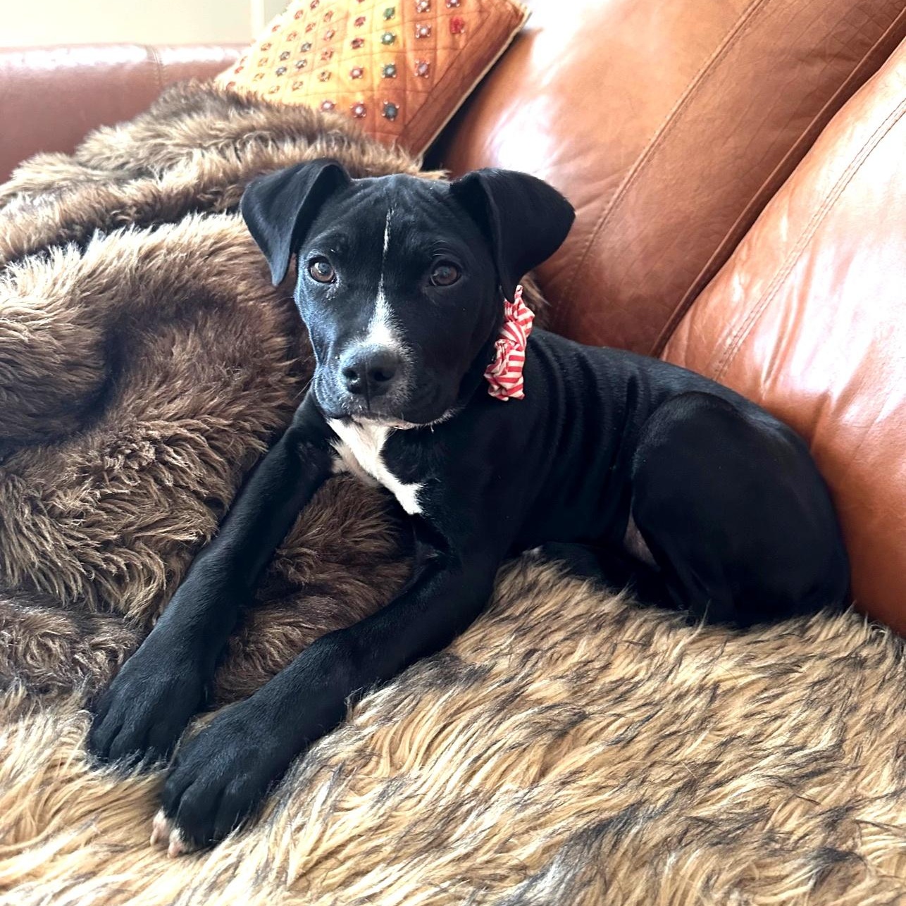 Enlarge Isabella, a ADOPTABLE mixed breed in Little Rock, AR image 1/5