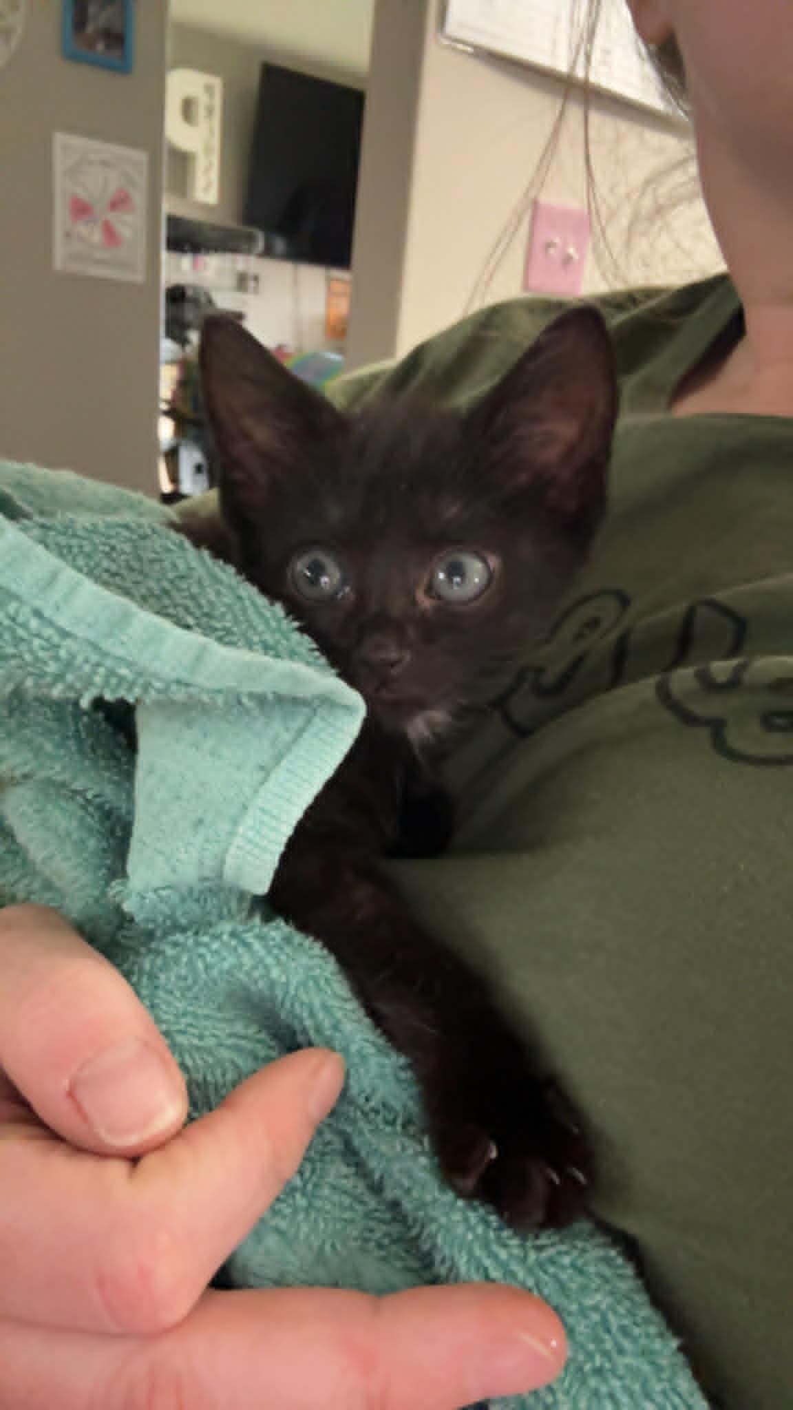 Enlarge Hopper, a ADOPTABLE Domestic Short Hair in Colcord, OK image 3/4